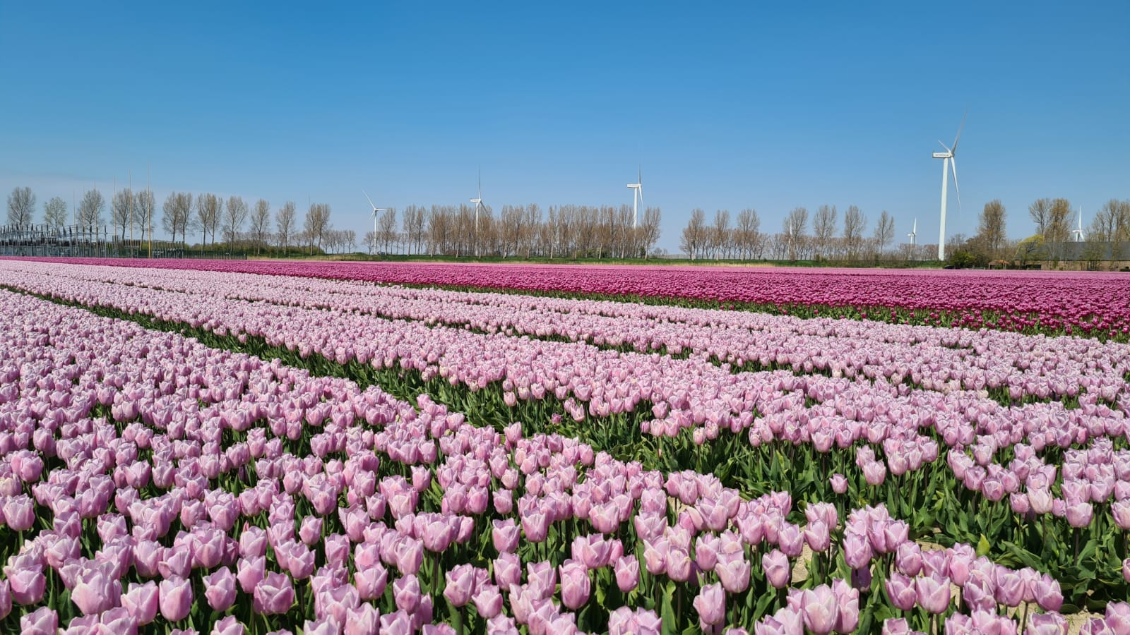 Tulipanmarker i Nederland
