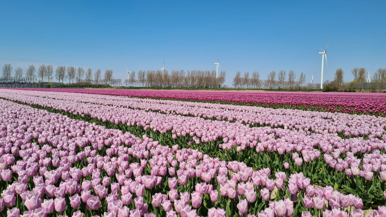 Tulip fields in the Netherlands