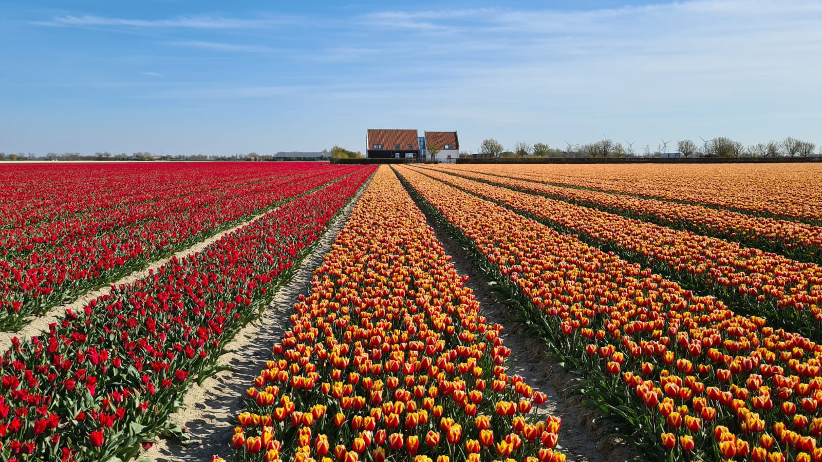 Tulipanmarker i Nederland