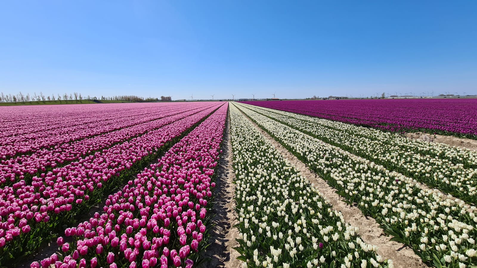 Tulipánová pole v Groningenu