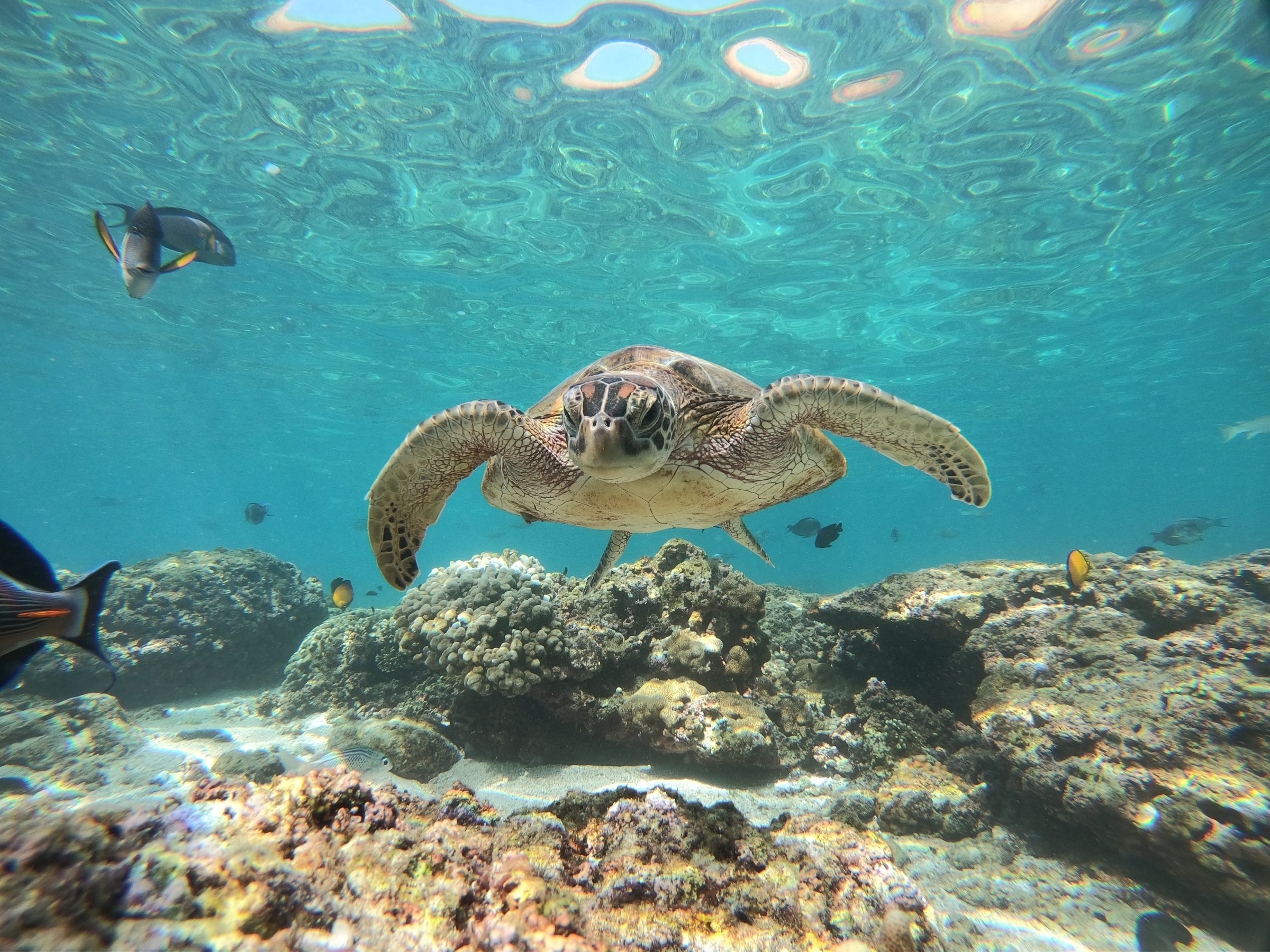 Zeeschildpadden | Copyright Fahad Al Maashri, Daymaniat Shells