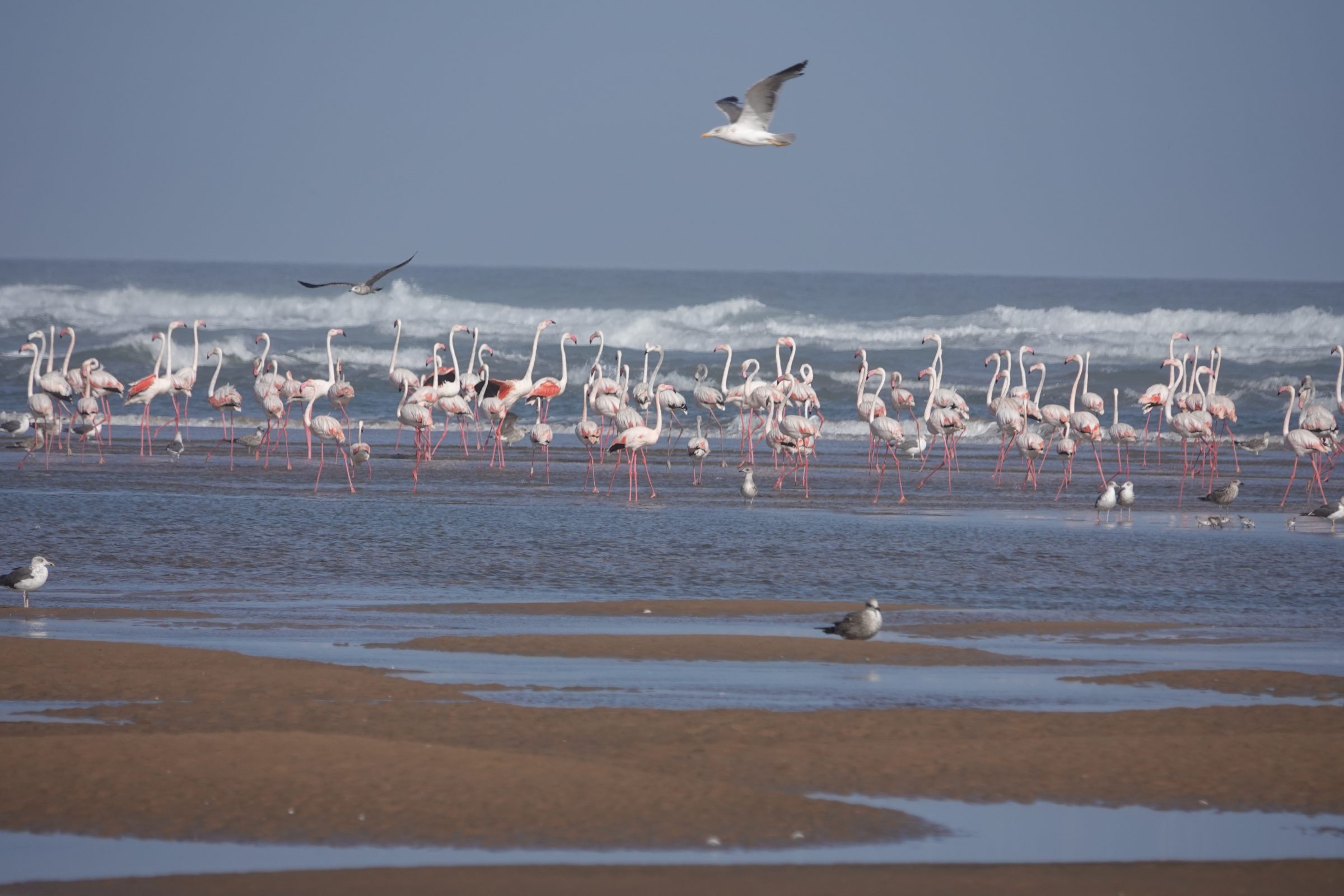 Unieke kolonie flamingo's