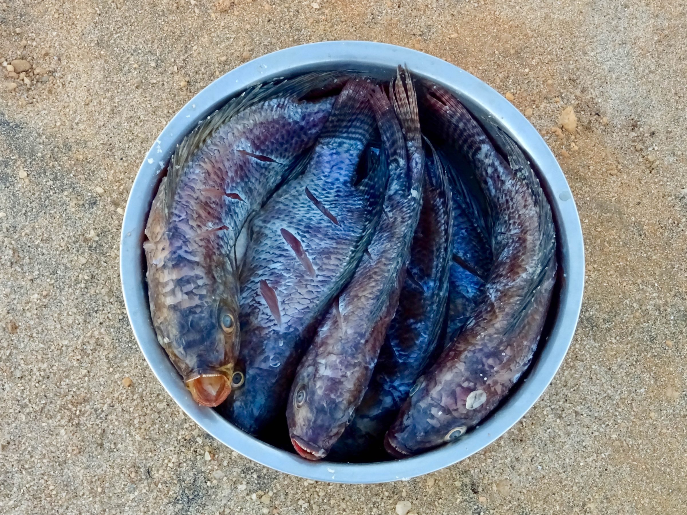 Vis voor de bbq op de Tsiribihina trip