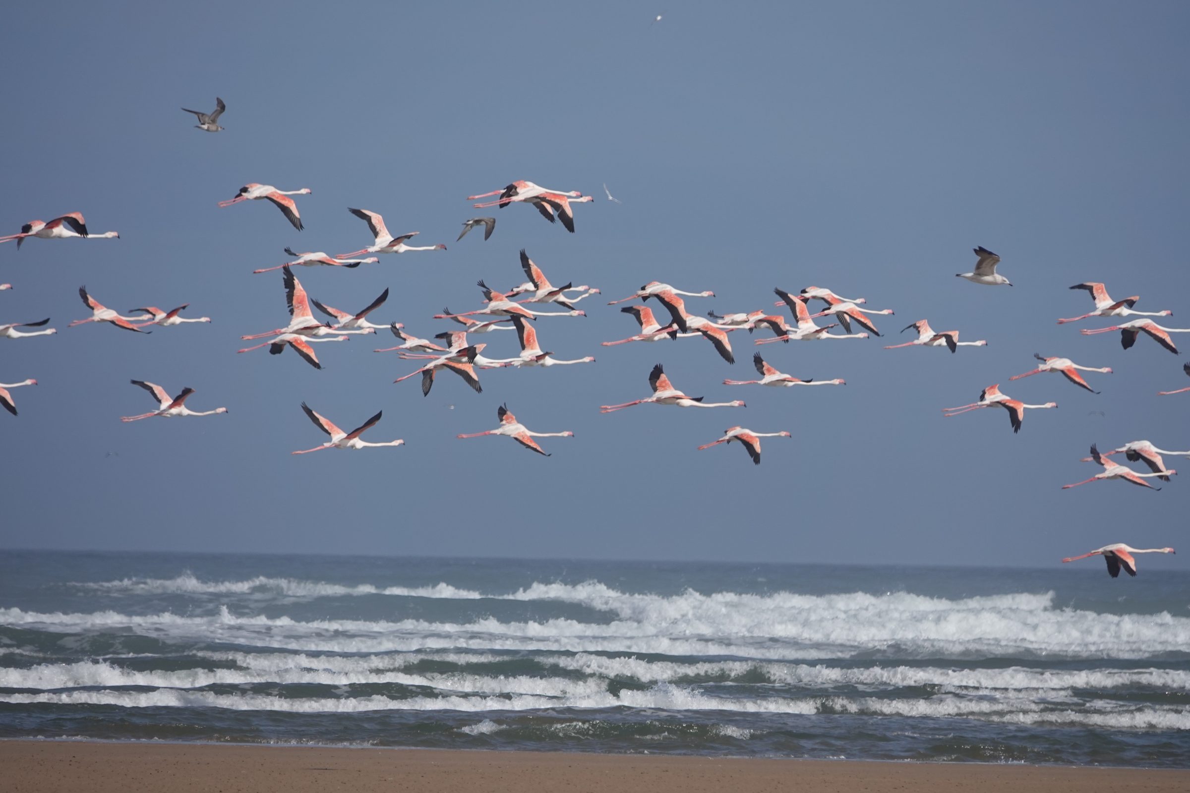 Vliegende flamingo's