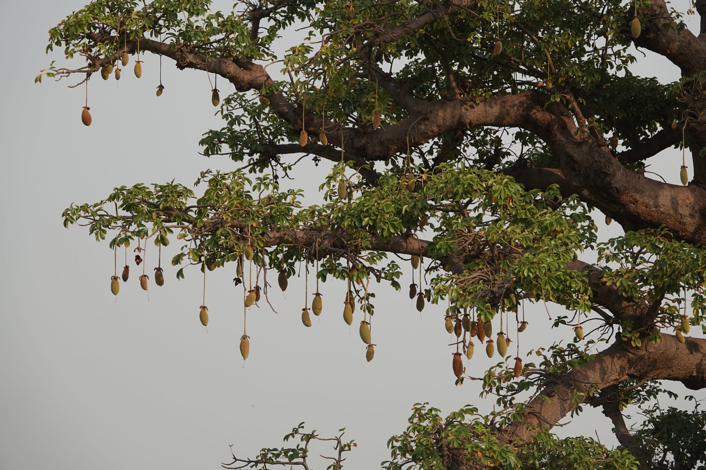 Früchte auf einem Affenbrotbaum | Auf dem Landweg im Senegal