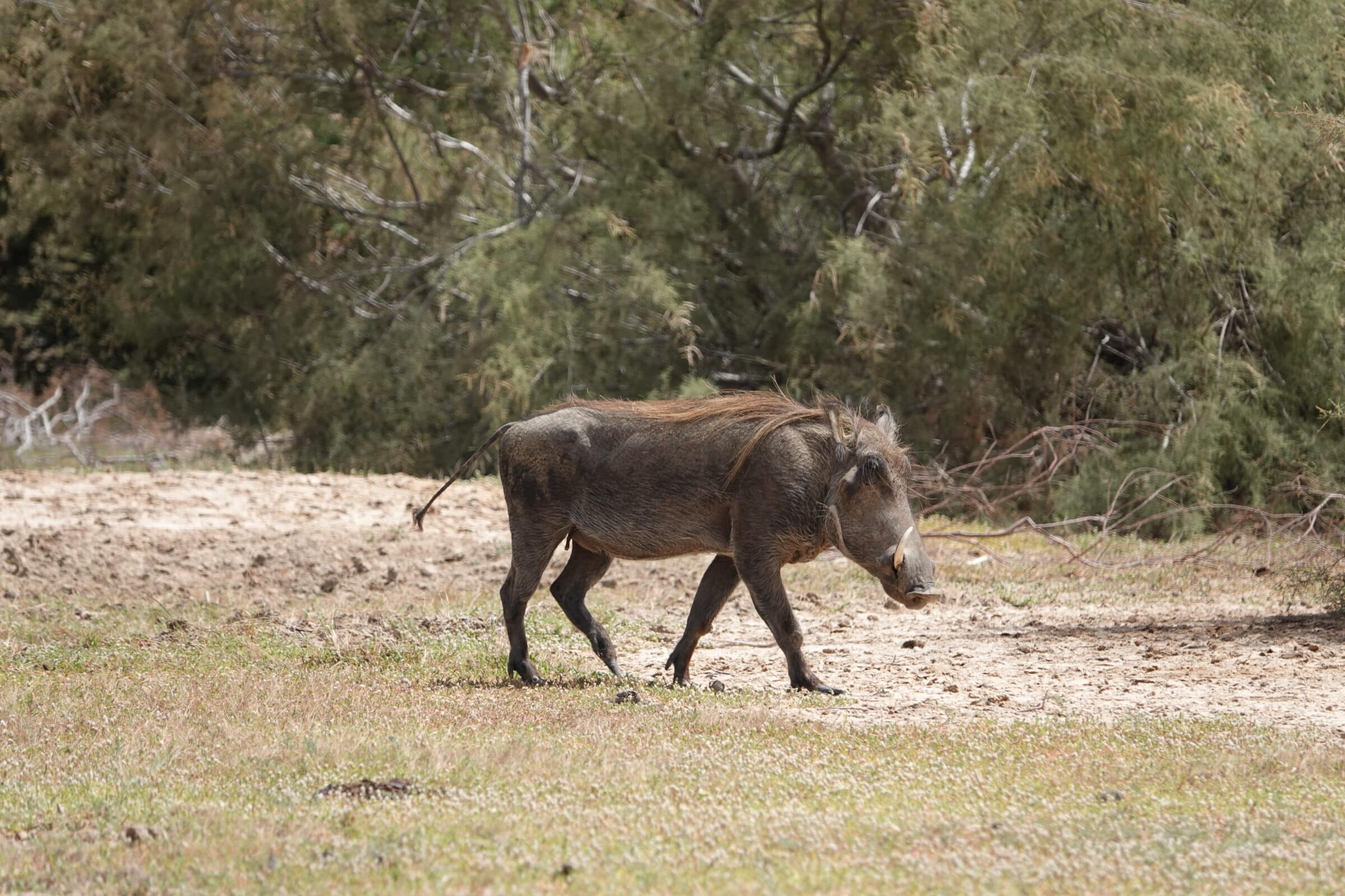 Warzenschwein bei Diama | Auf dem Landweg im Senegal