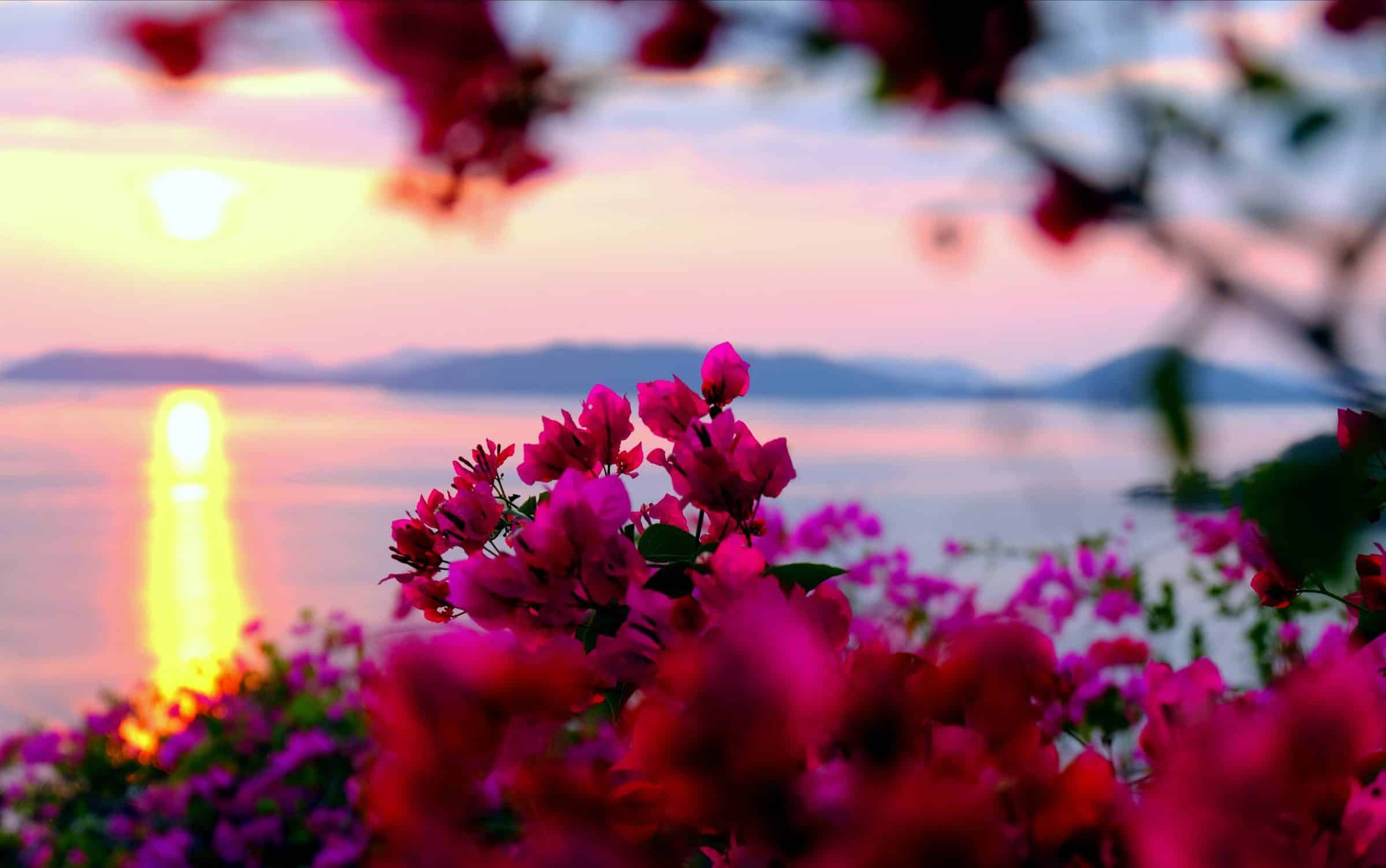 Bloemen bij zonsondergang in Macro stand | Filipijnen | Fuji X-T20