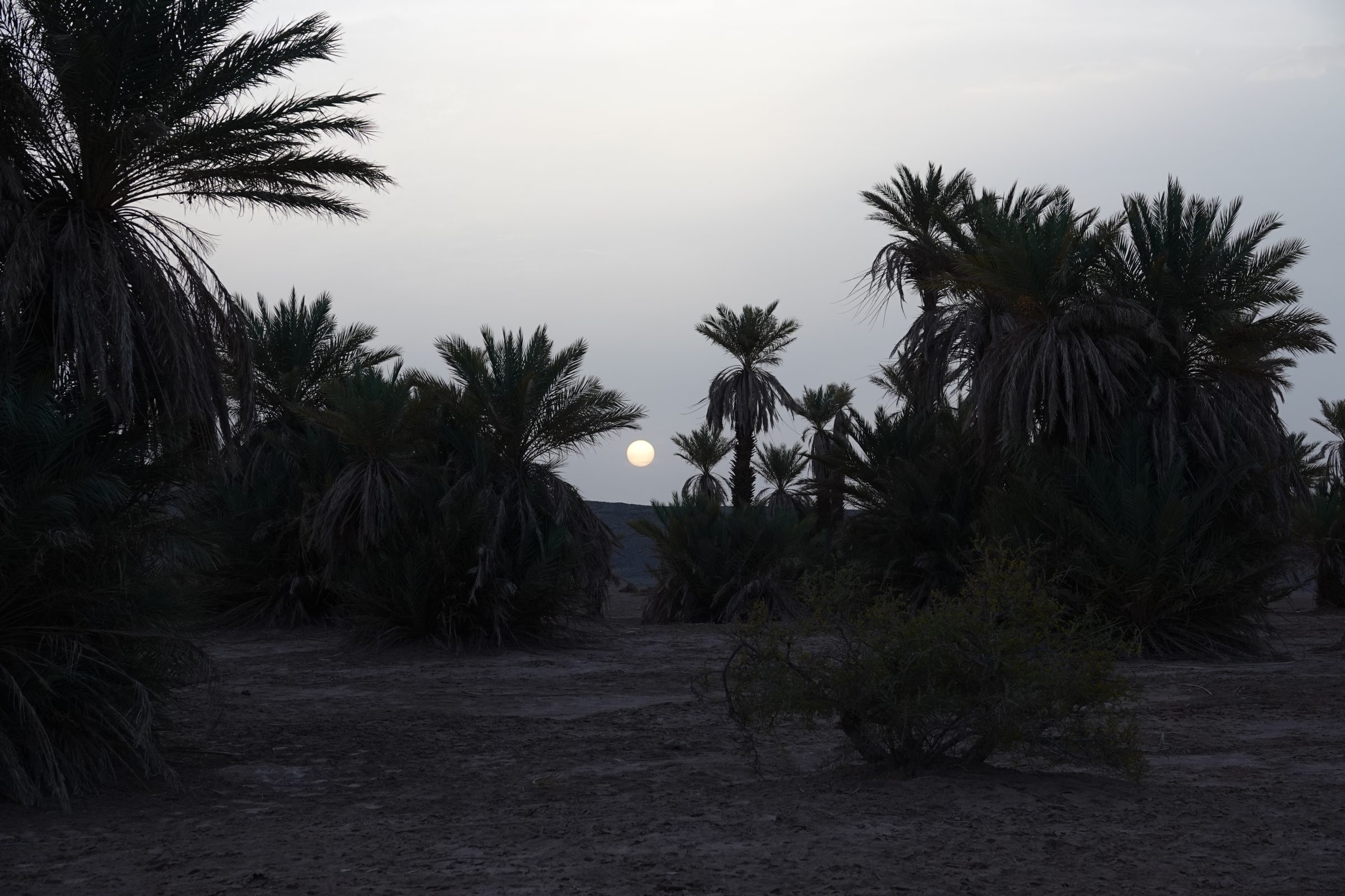 Zonsondergang bij palmerie waar we een plekje vonden om te overnachten