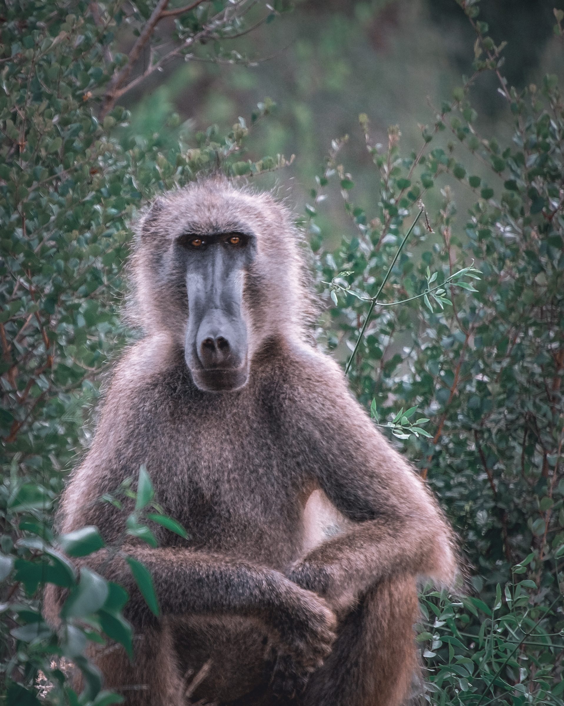 Alpha baviaan | Kruger Park Zuid-Afrika