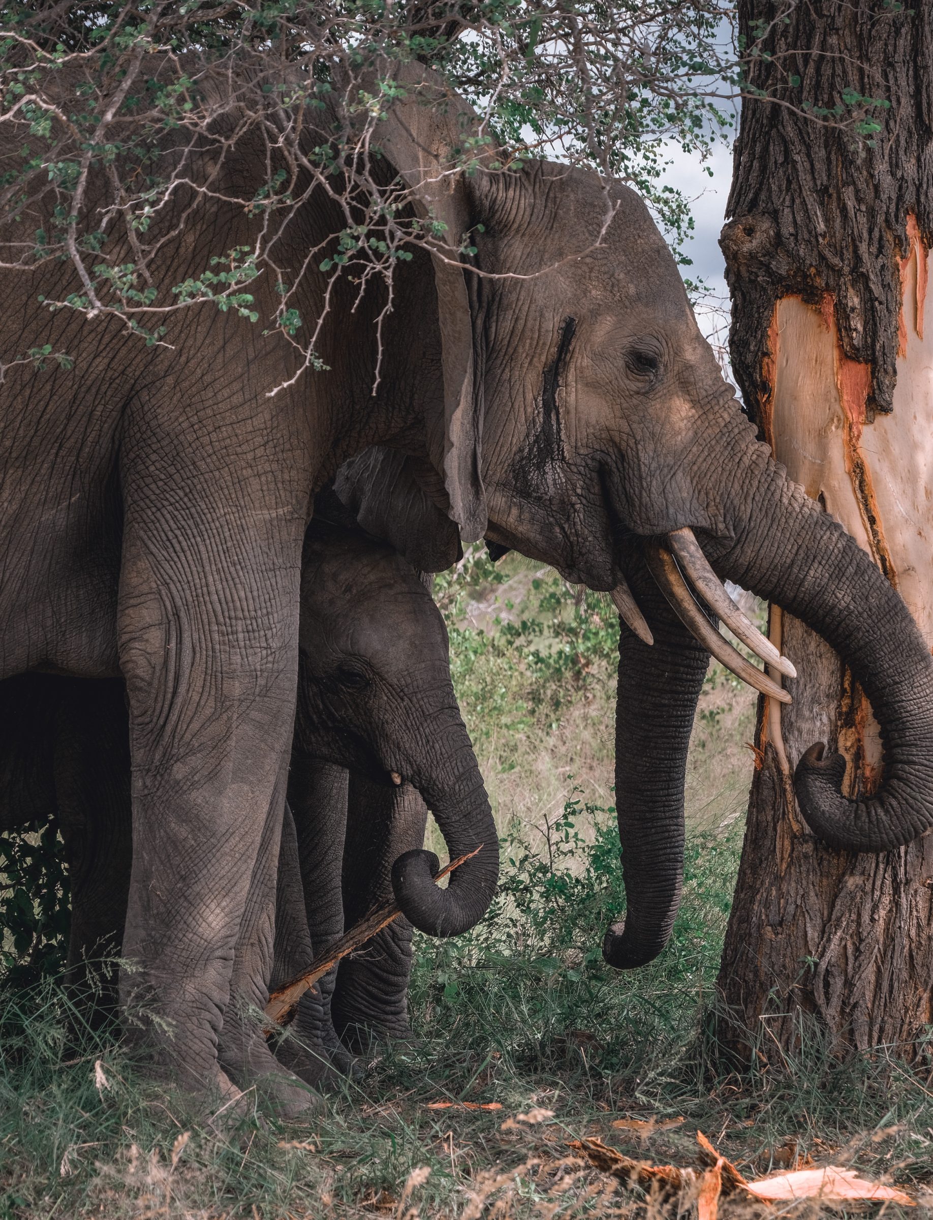 Onderhoud aan het park | Kruger Park Zuid-Afrika