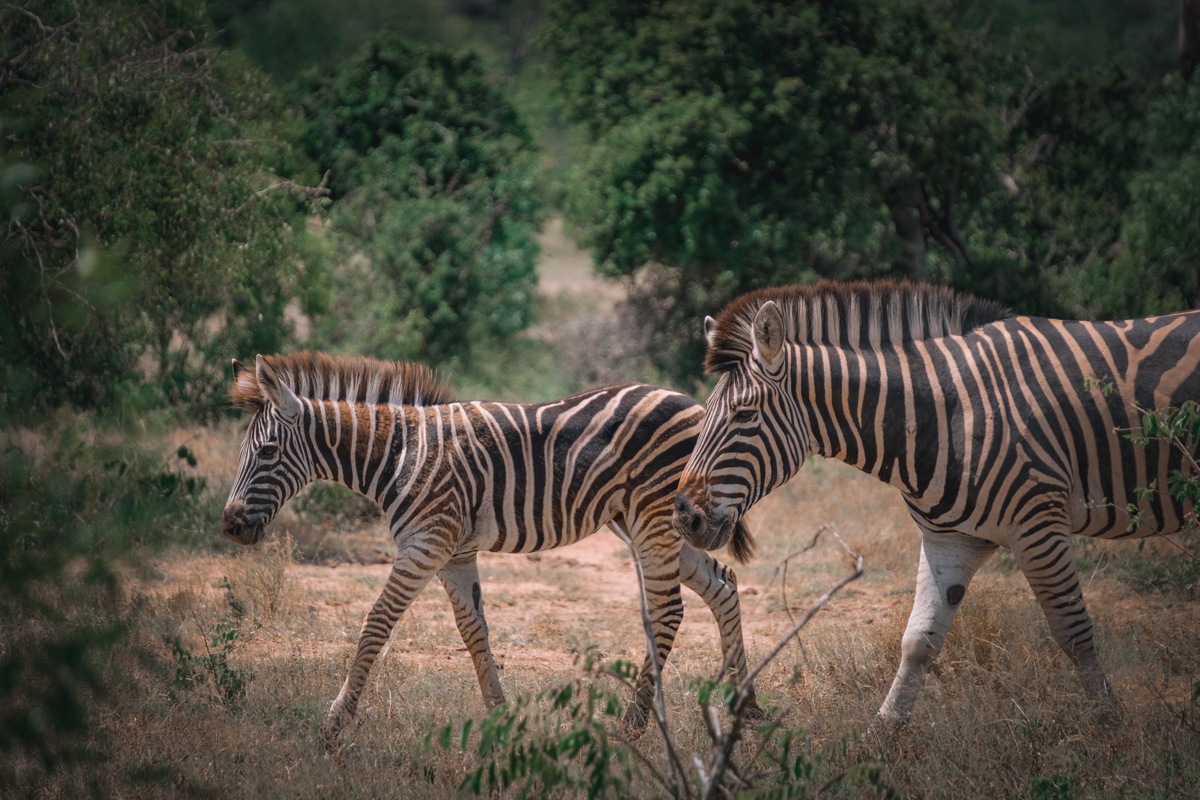 Zebra moeder en kind | Kruger Park Zuid-Afrika