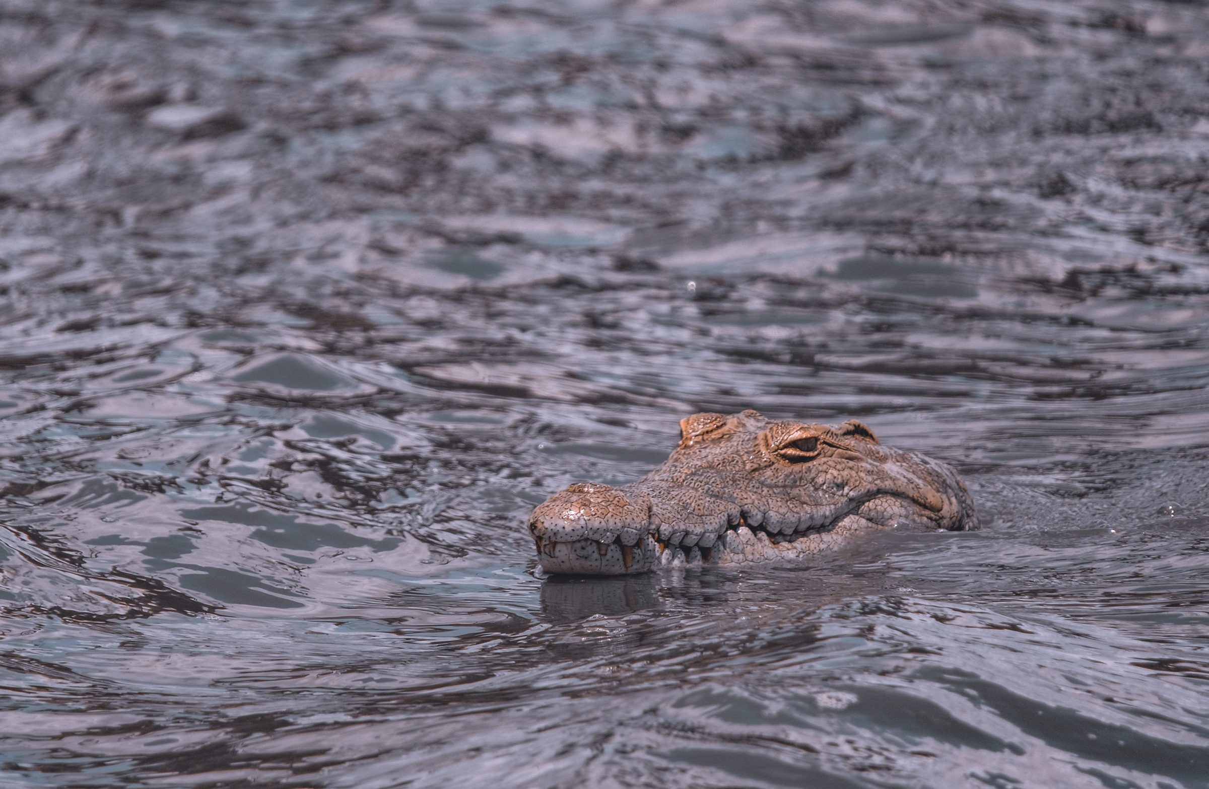 Een krokodil ligt op de loer | Kruger Park Zuid-Afrika