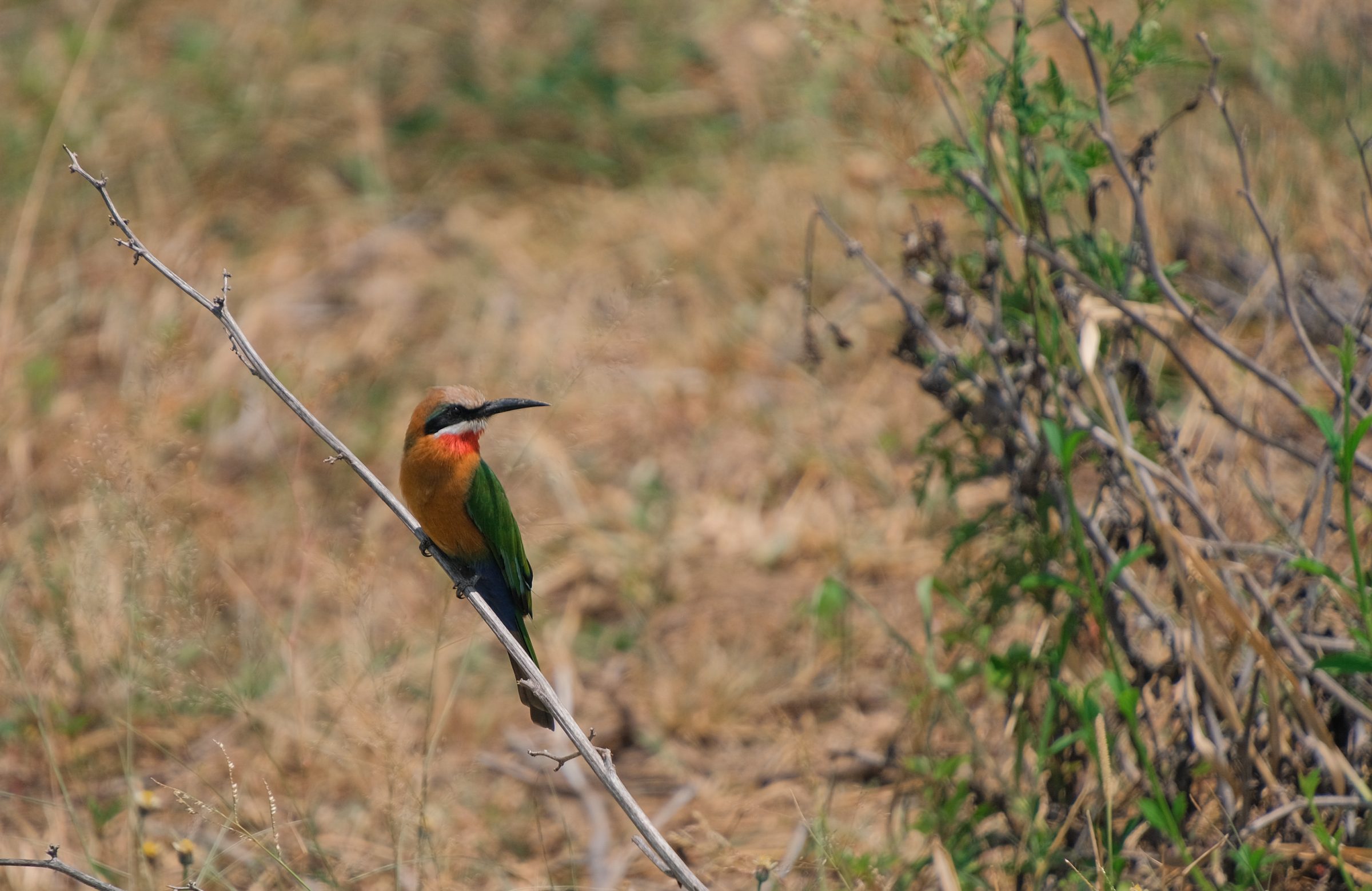 Een kleurrijke vogel | Kruger Park Zuid-Afrika