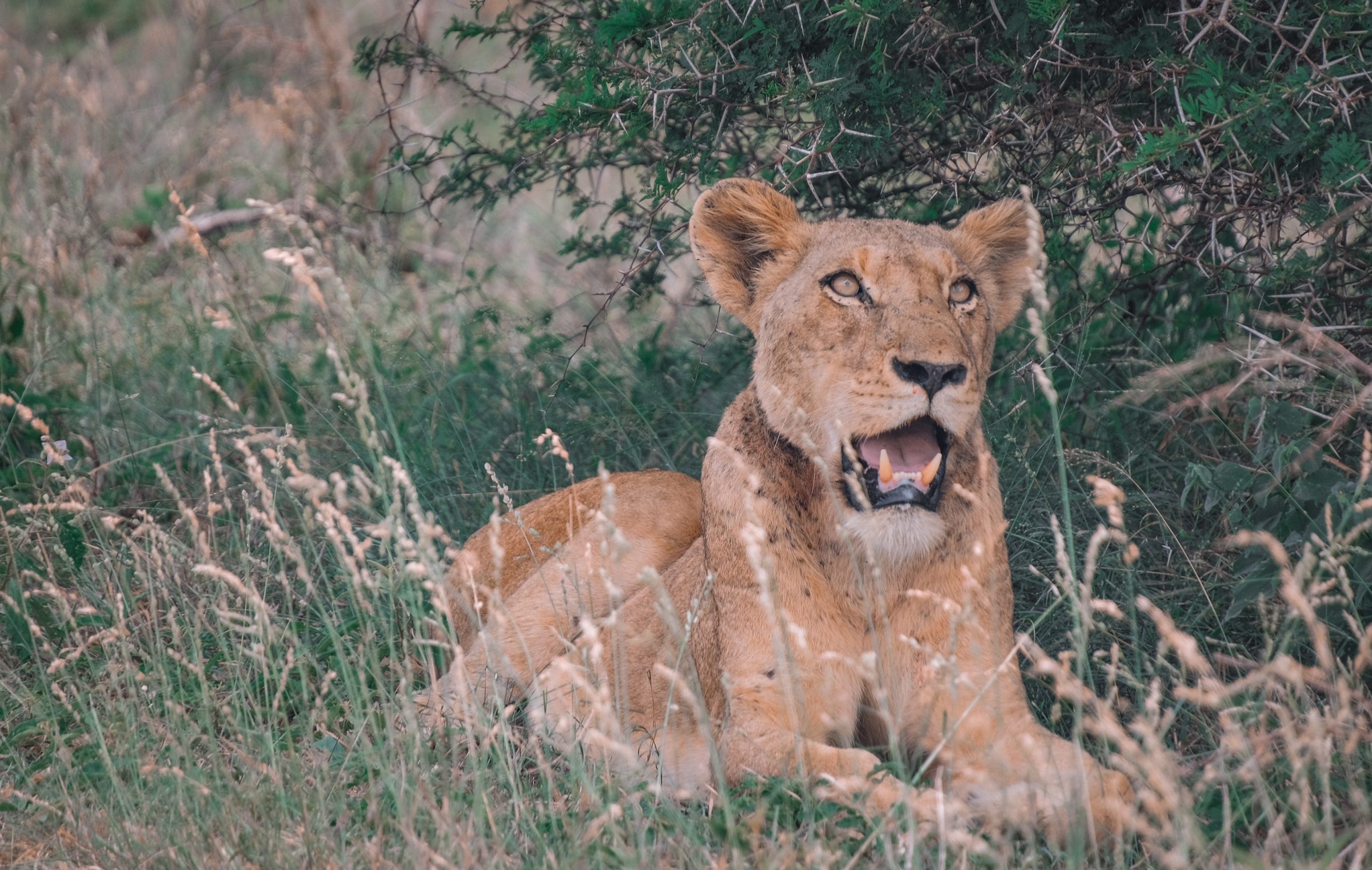 Een leeuwin in het gras | Kruger Park Zuid-Afrika