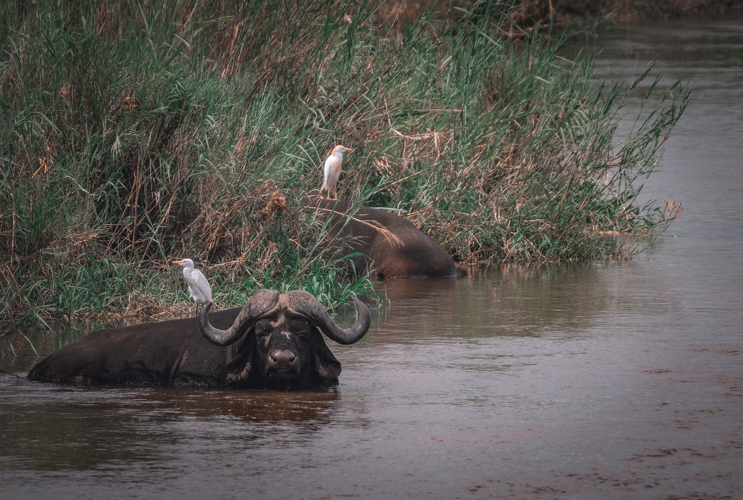 Buffels met witte vogels | Kruger Park Zuid-Afrika