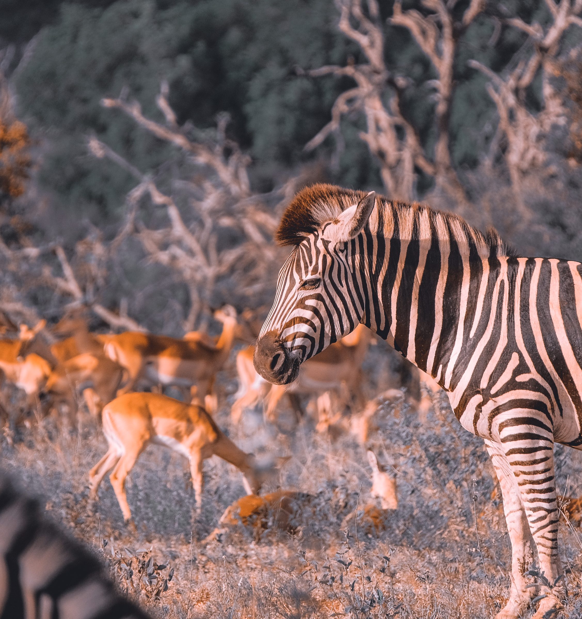 Een zebra bij zonsondergang | Kruger Park Zuid-Afrika