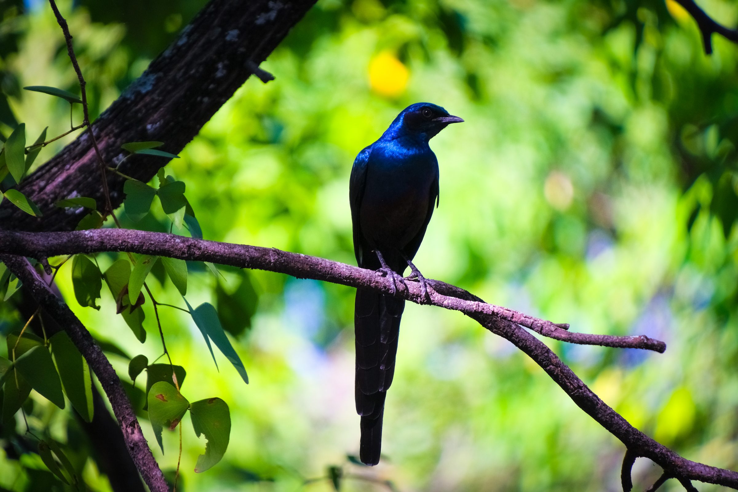 Een blauwe starling | Kruger Park Zuid-Afrika