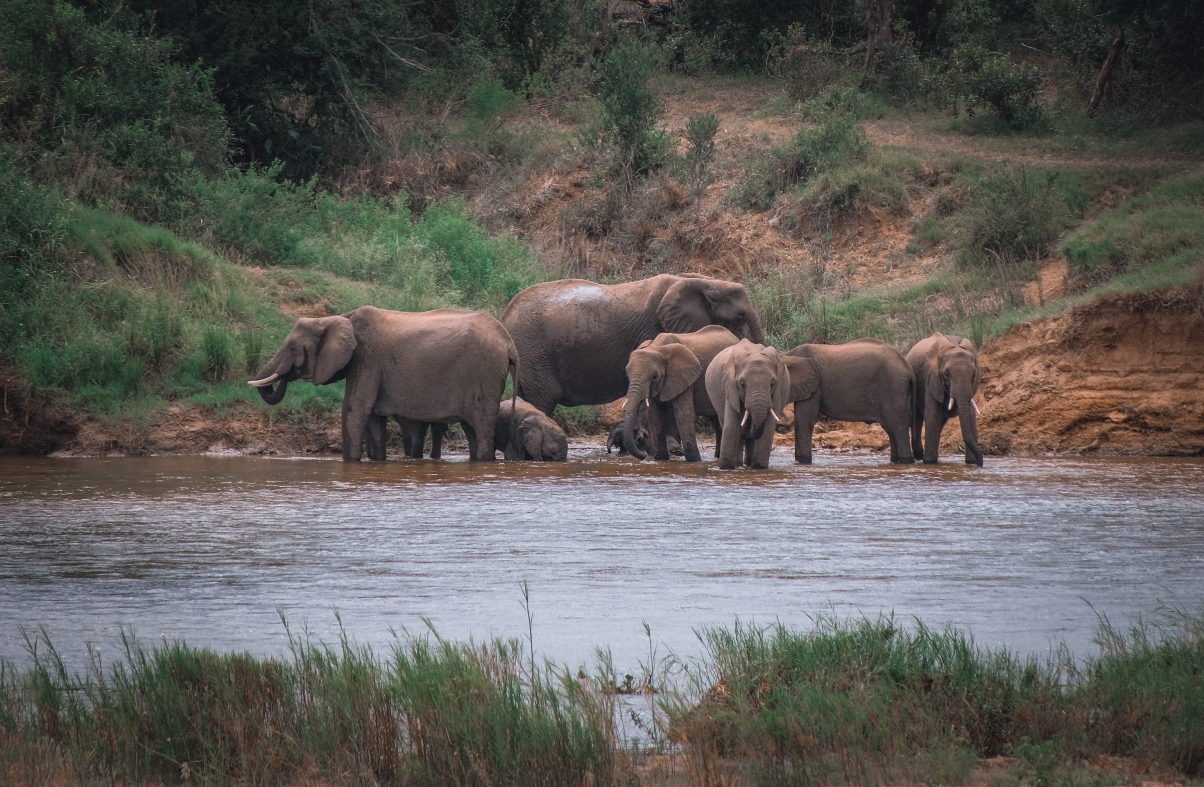 Een familie olifanten | Kruger Park Zuid-Afrika