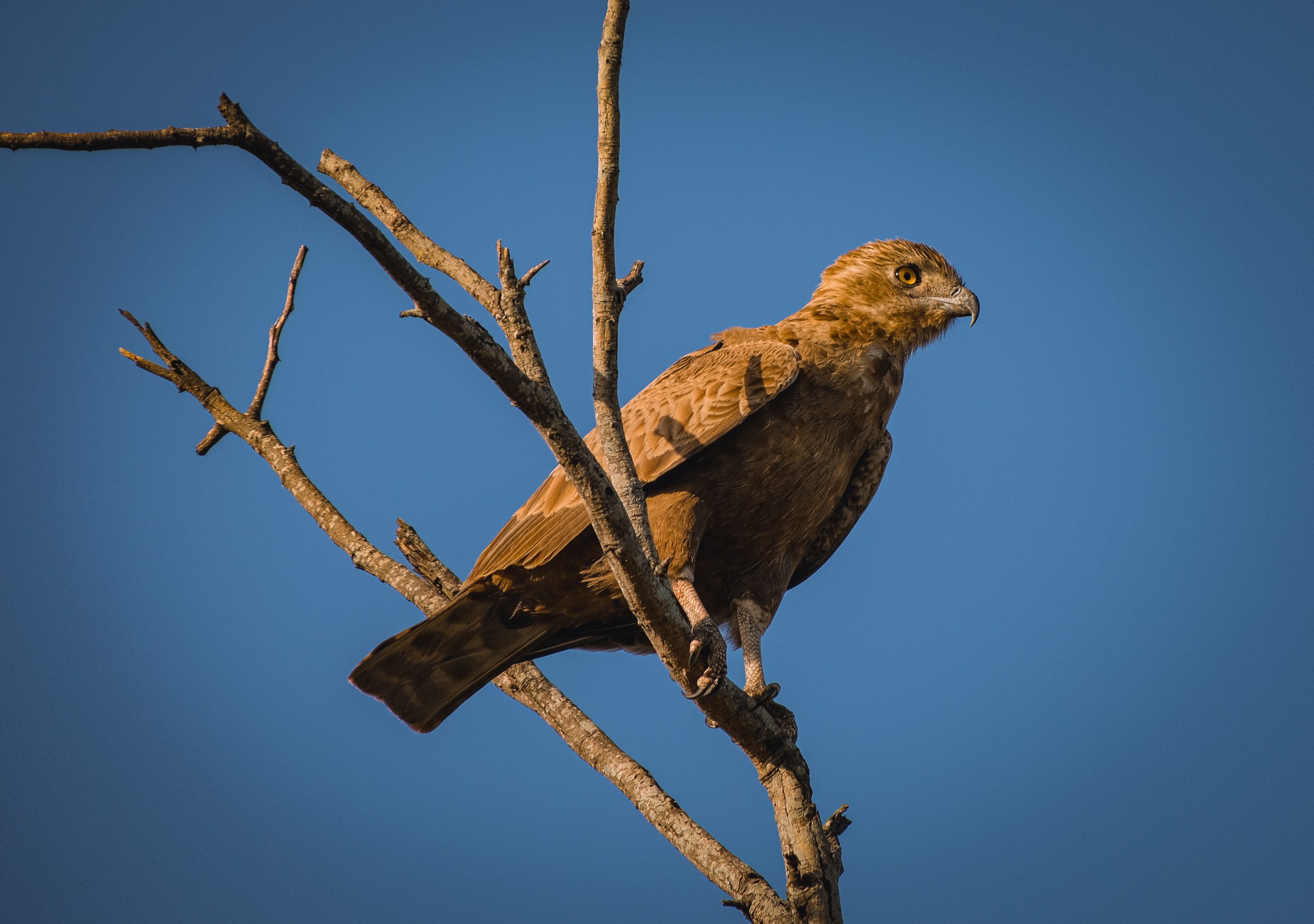 Een roofvogel | Kruger Park Zuid-Afrika