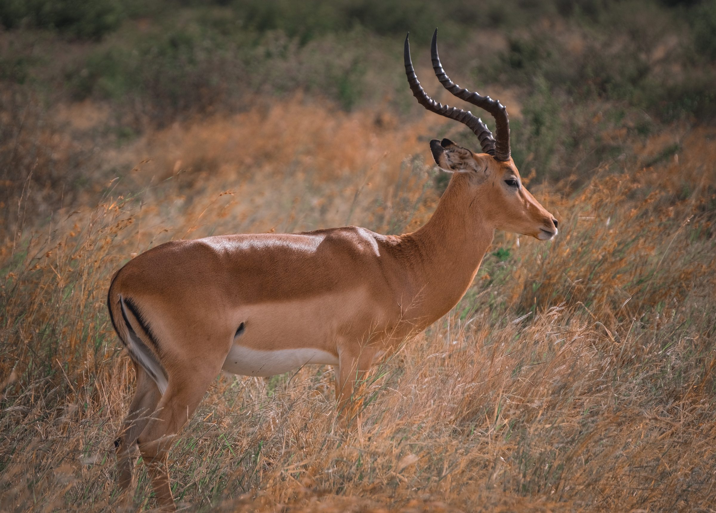 De sierlijke impala | Kruger Park Zuid-Afrika