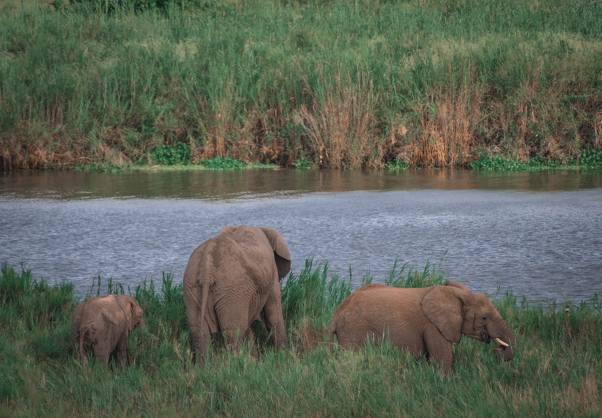 Olifanten aan de waterkant | Kruger Park Zuid-Afrika