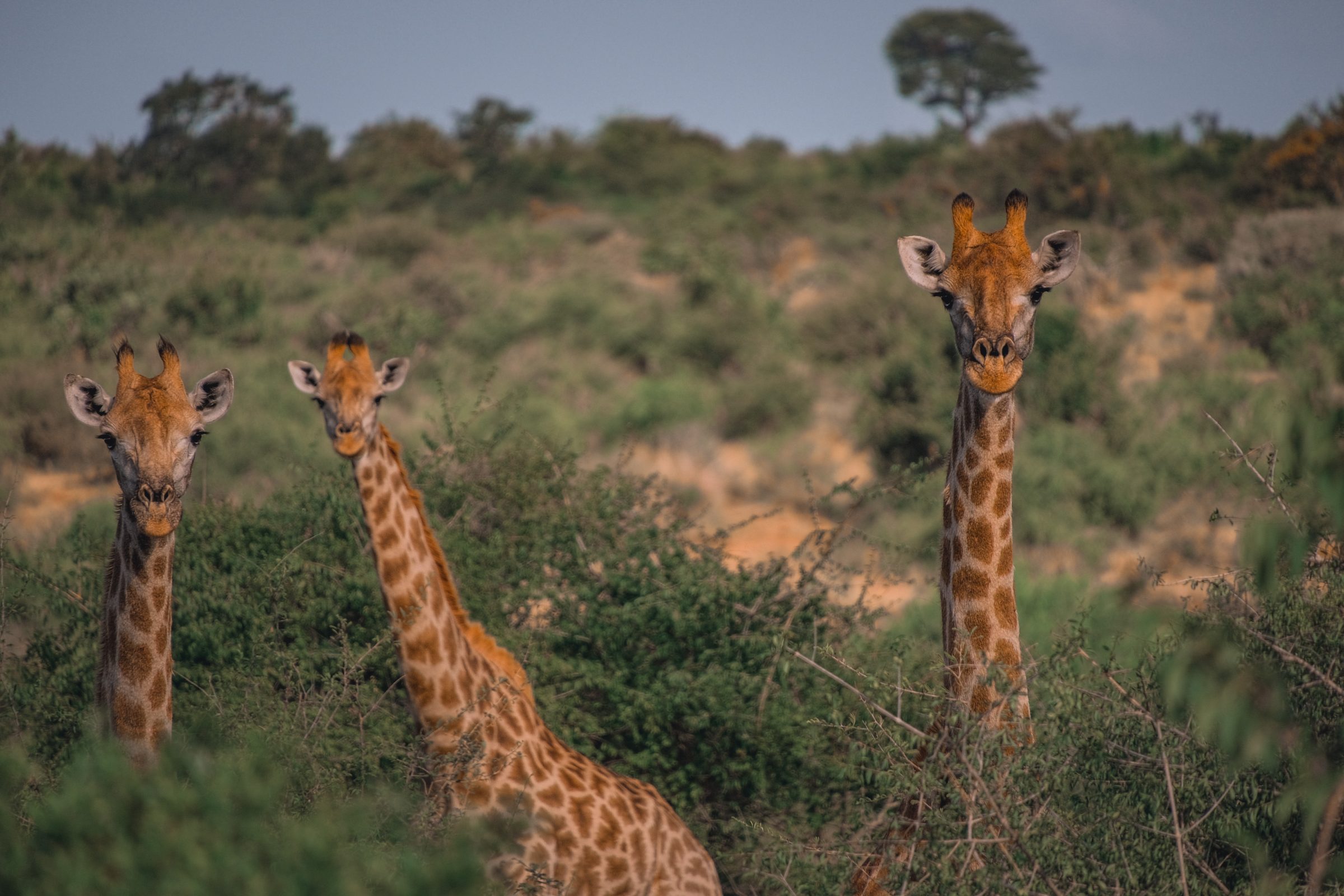 Nieuwsgierige giraffen | Kruger Park Zuid-Afrika