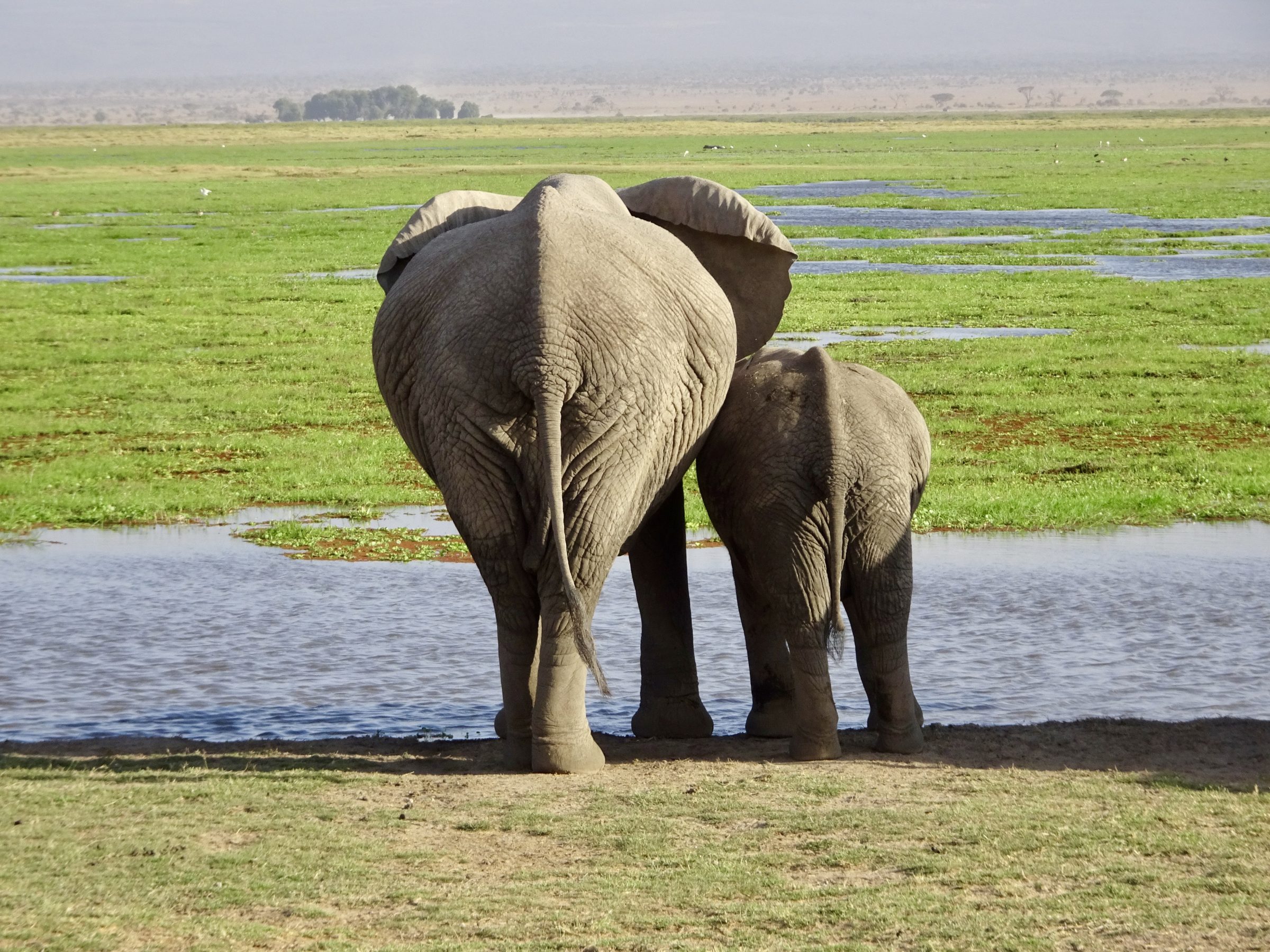Olifantenkonten in Amboseli National Park