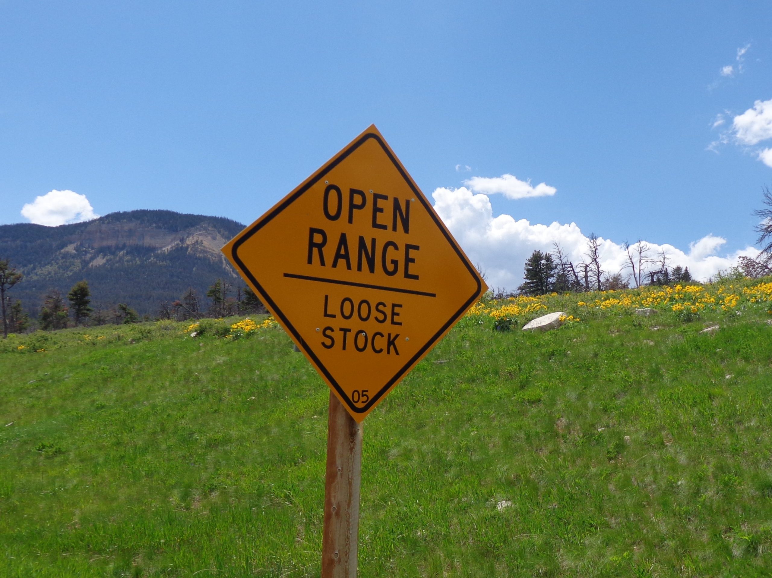 Warning for stray cattle (open range)