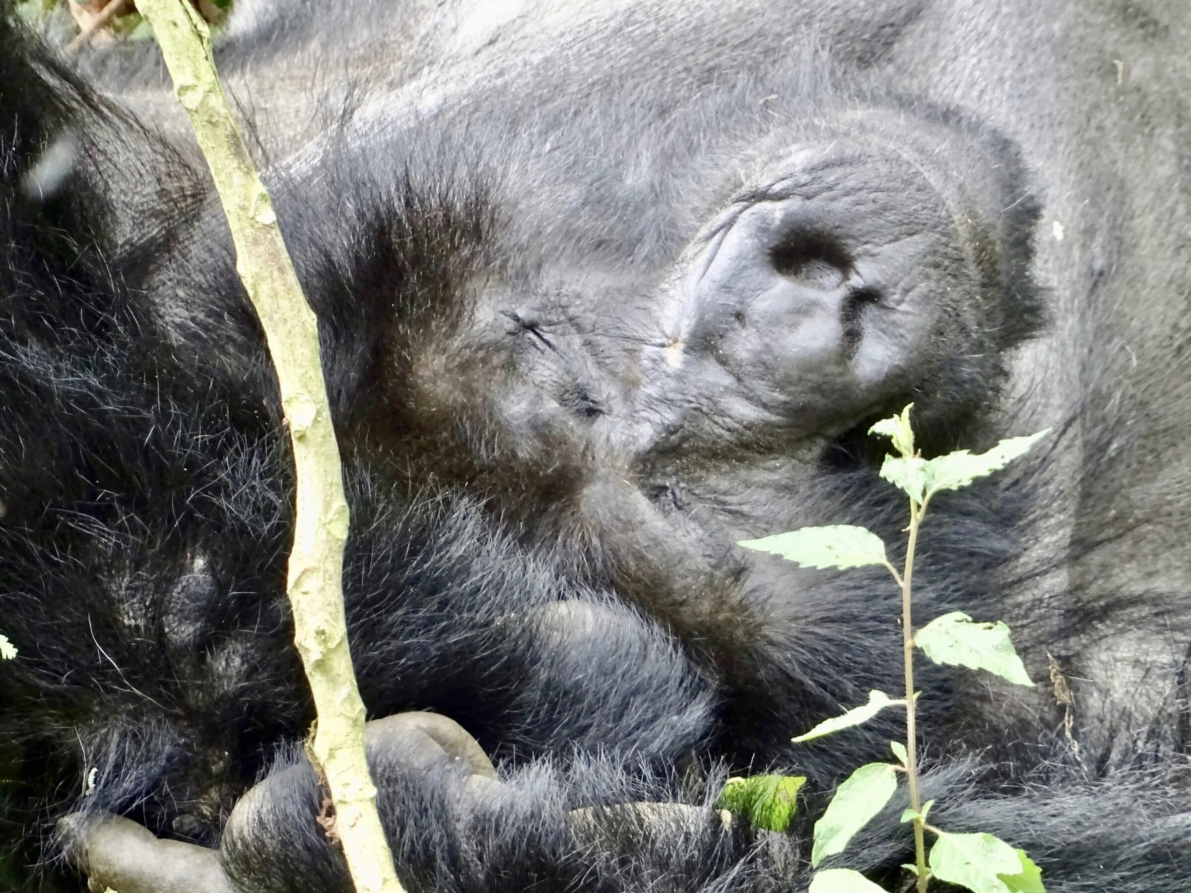 En sovande bergsgorilla i Bwindi