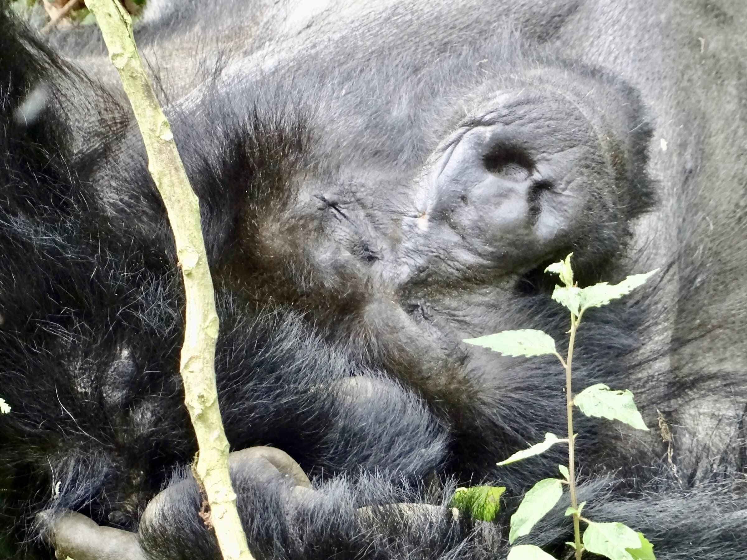 Ein schlafender Berggorilla in Bwindi