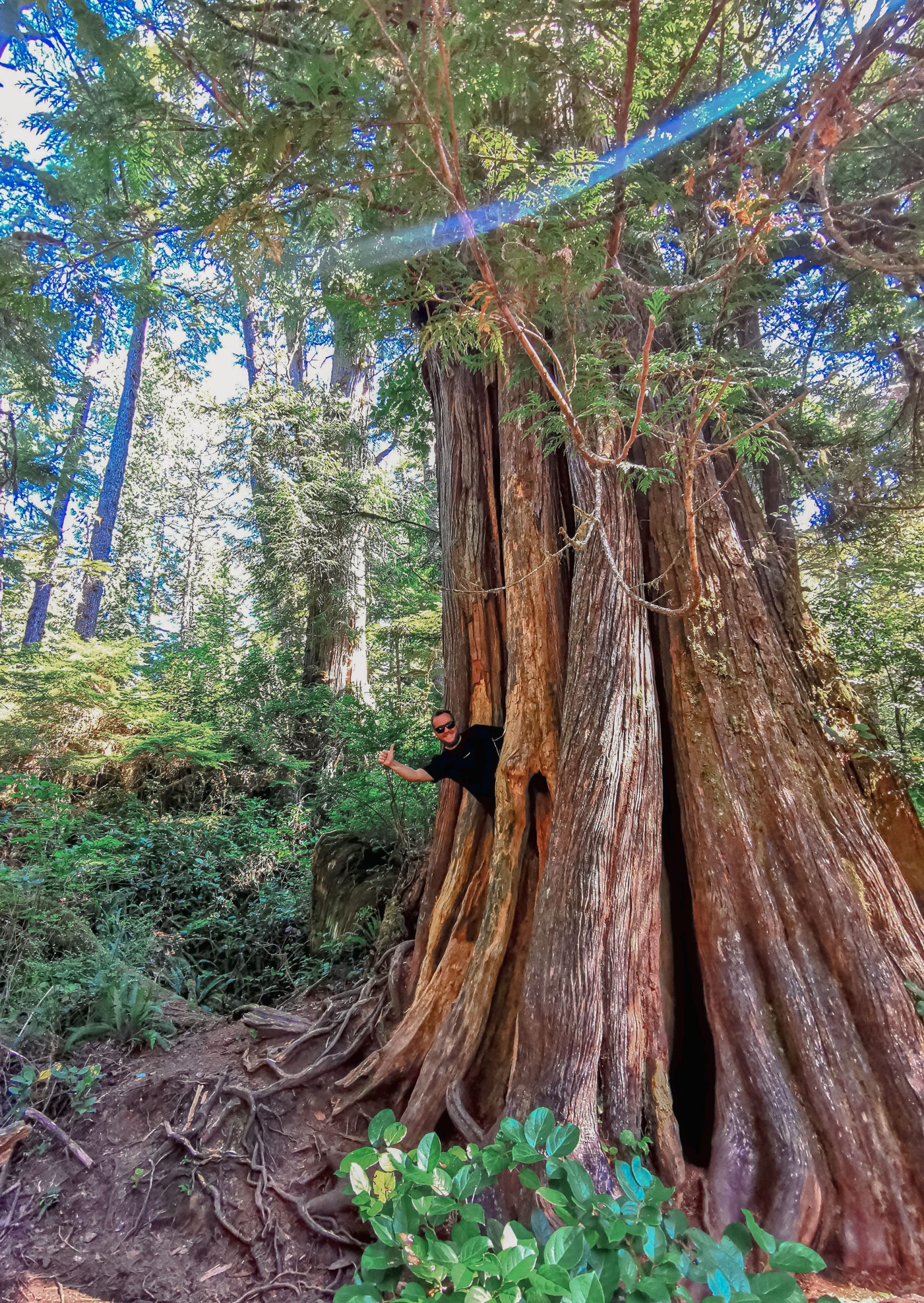 Chris komt uit de boom | Rainforest Trail, Pacific Rim