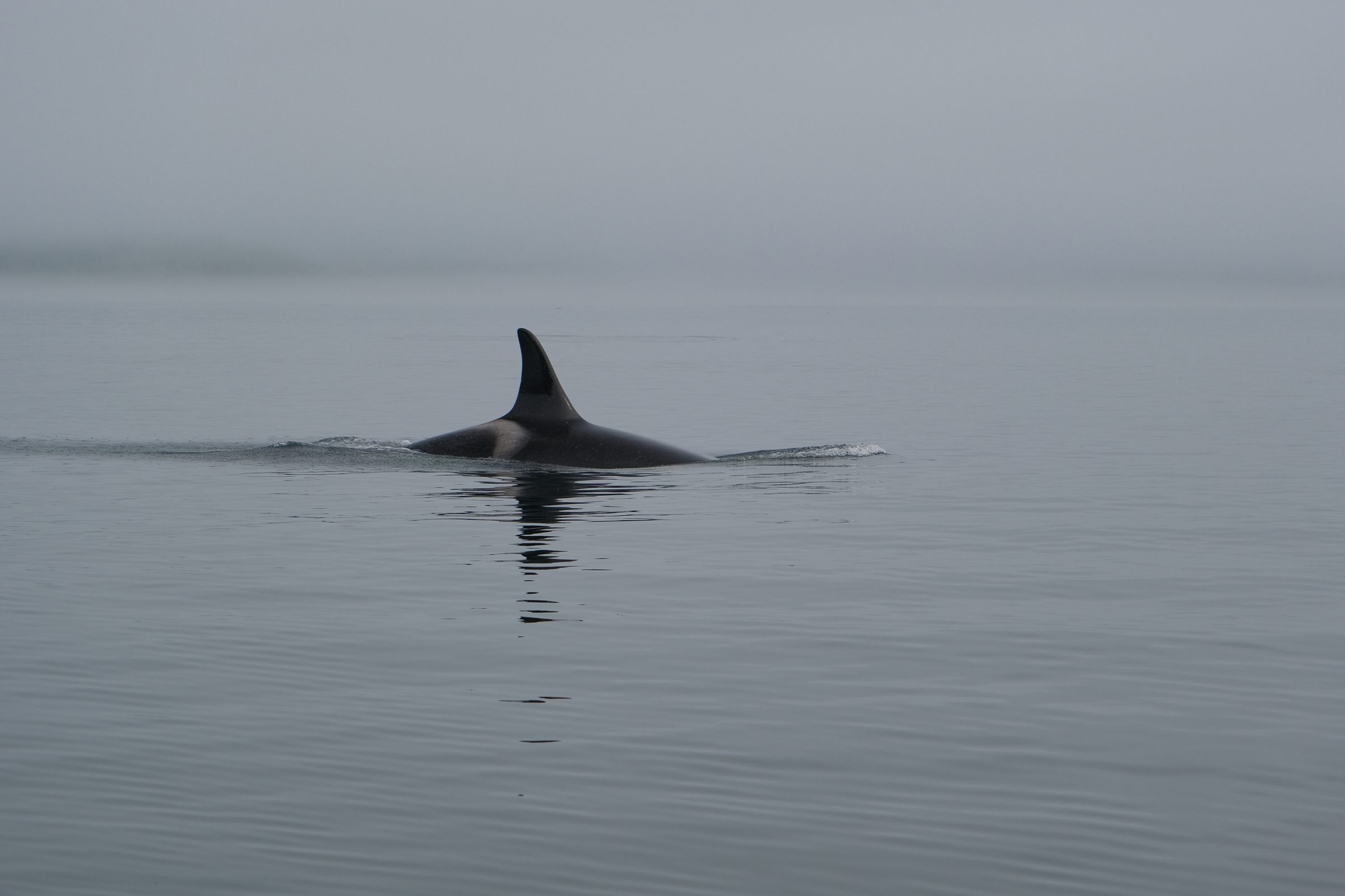 Eén van de vele Orka die we zagen tijdens onze whale watching tour in Telegraph Cove