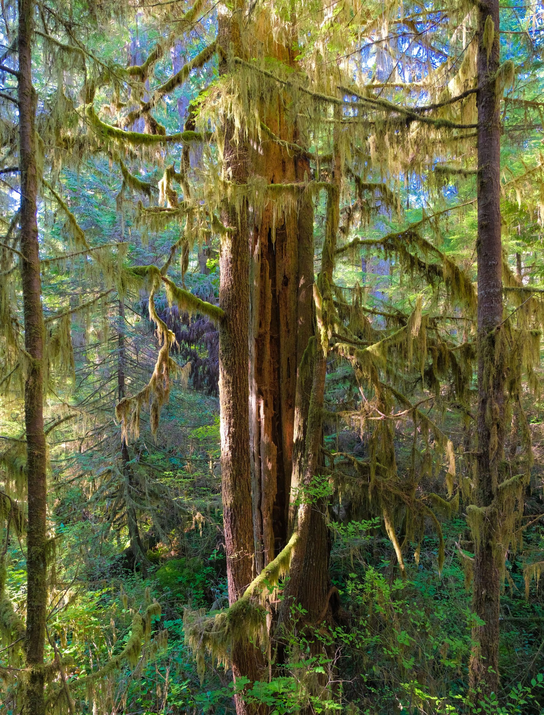 Het groene mos bekleedt de oeroude bomen | Pacific Rim Rainforest