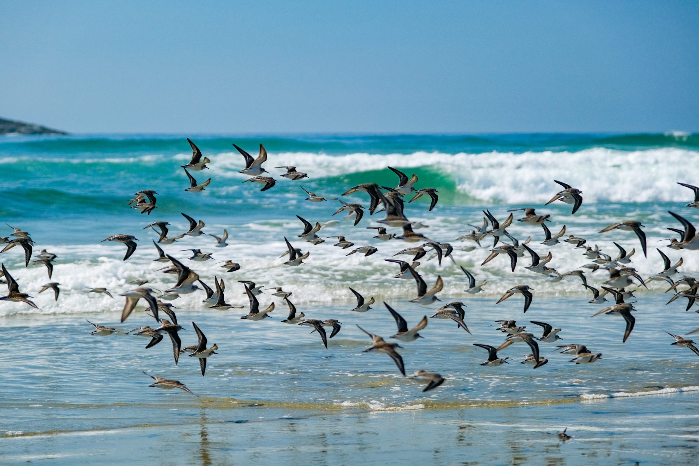 Een zwerm kustvogels die laag over het strand en de golven scheert | Combers Beach, Pacific Rim