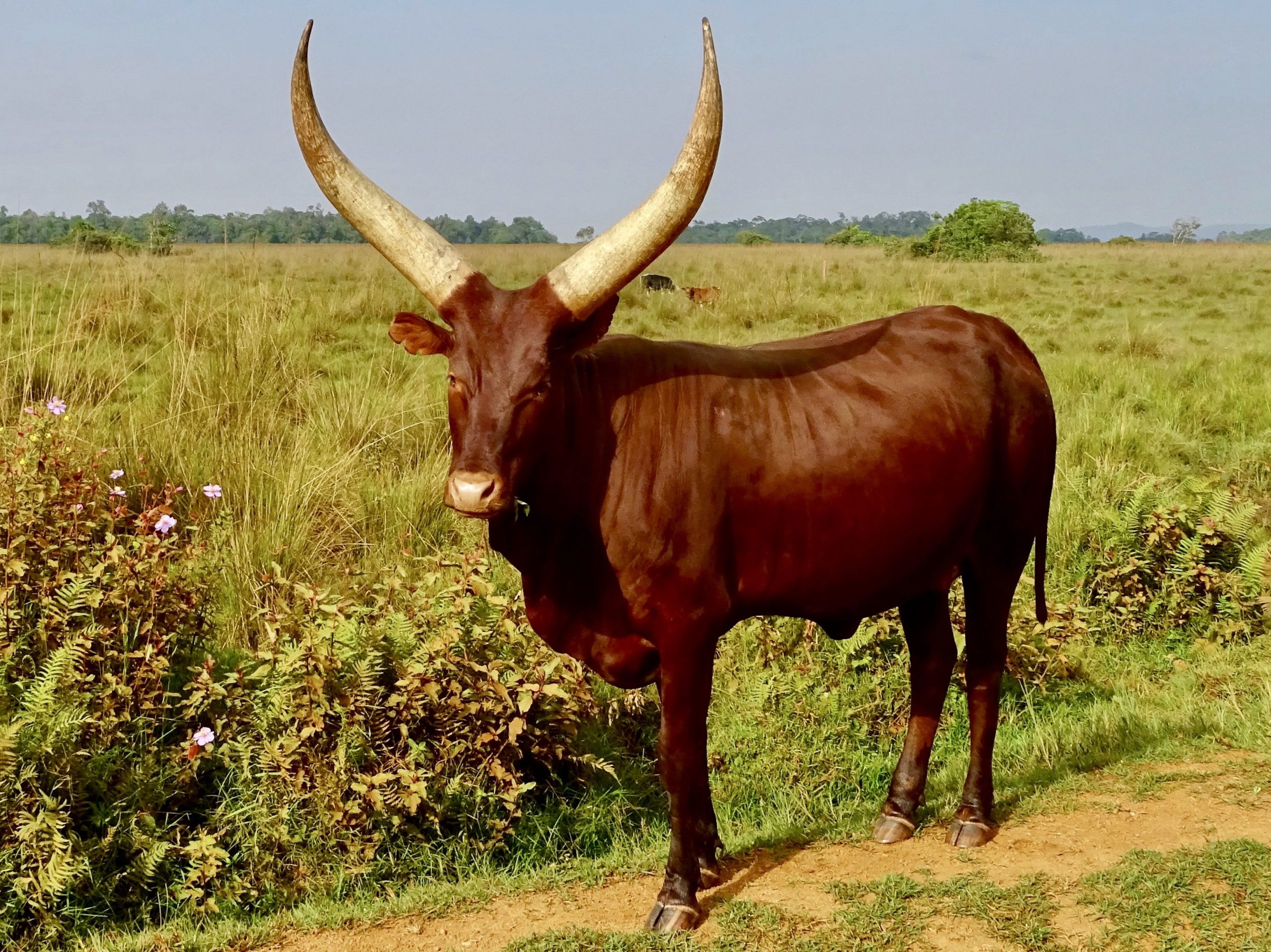 Een Ankole koe, de trots van Oeganda