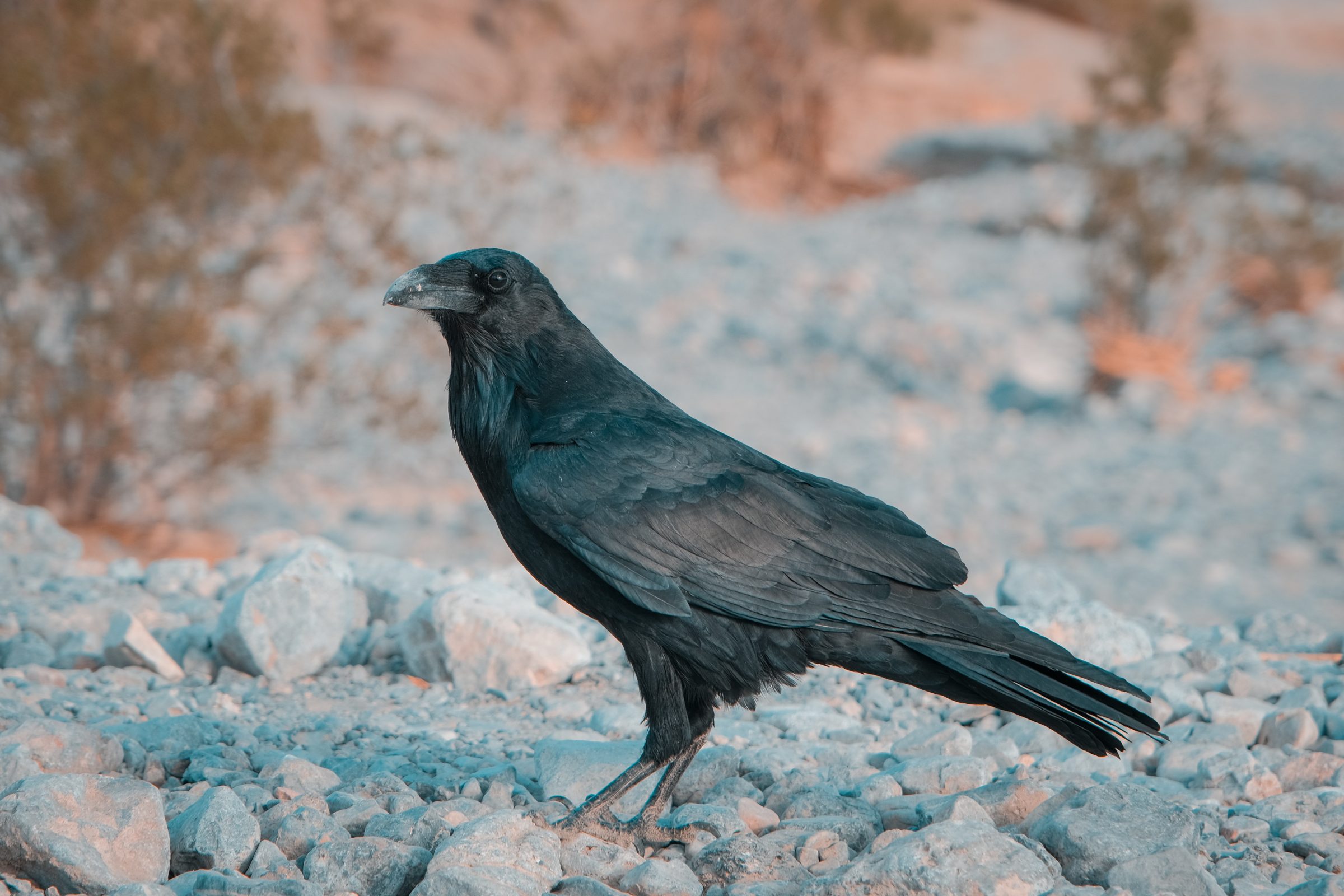 Un corvo nero nella Death Valley