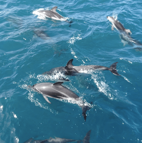 Activiteiten in Kaikoura | Dolfijnen spotten
