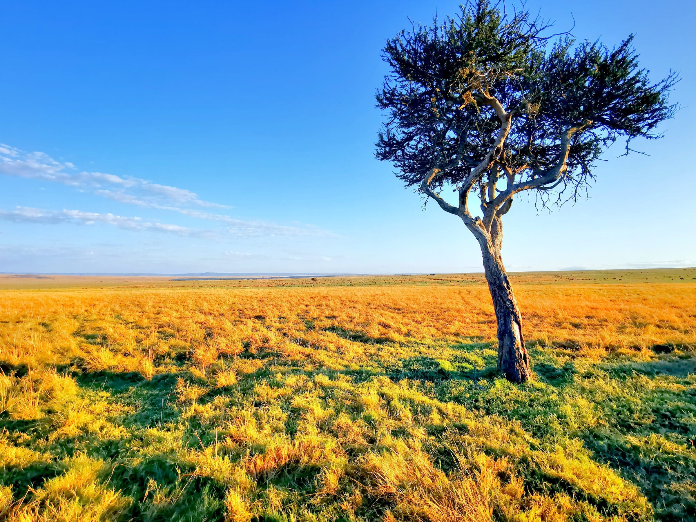 Great plains and a 'stray tree'. This is the image you often see in the Masai Mara and Serengeti