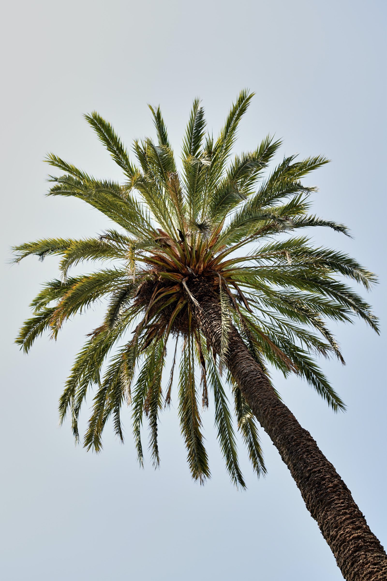 Palmbomen zat op Mallorca