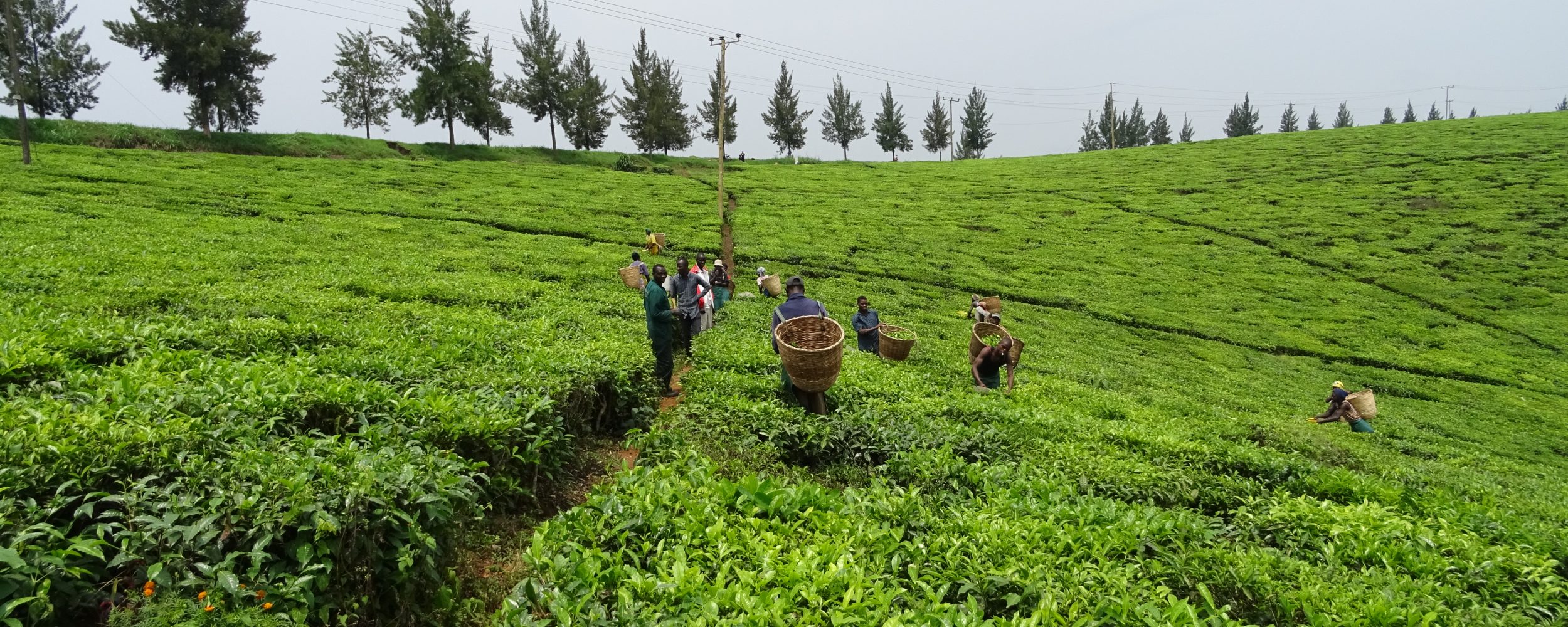Tamteco Tea plantation Hoima, Oeganda