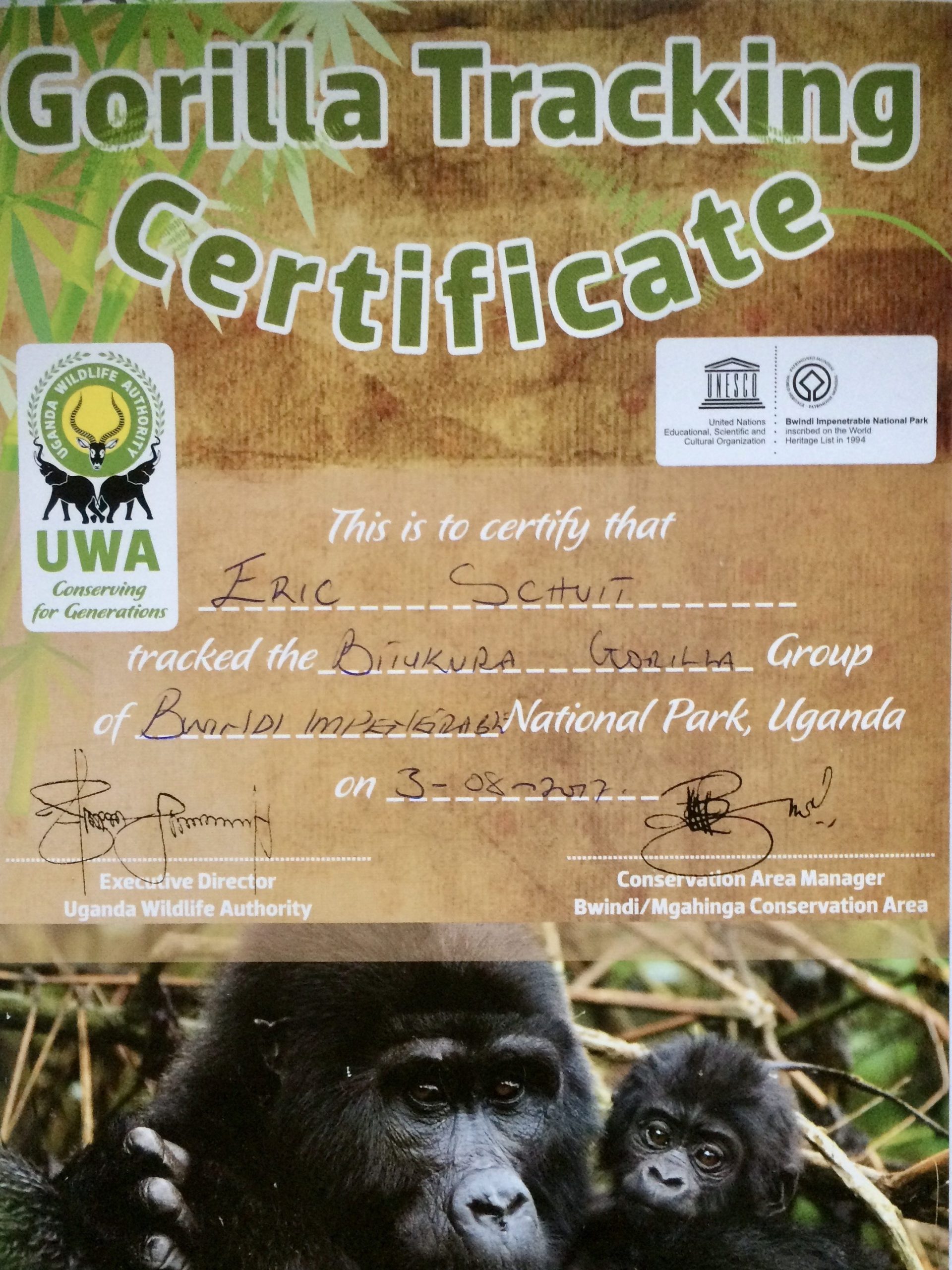 Gorilla certificaat Bwindi NP
