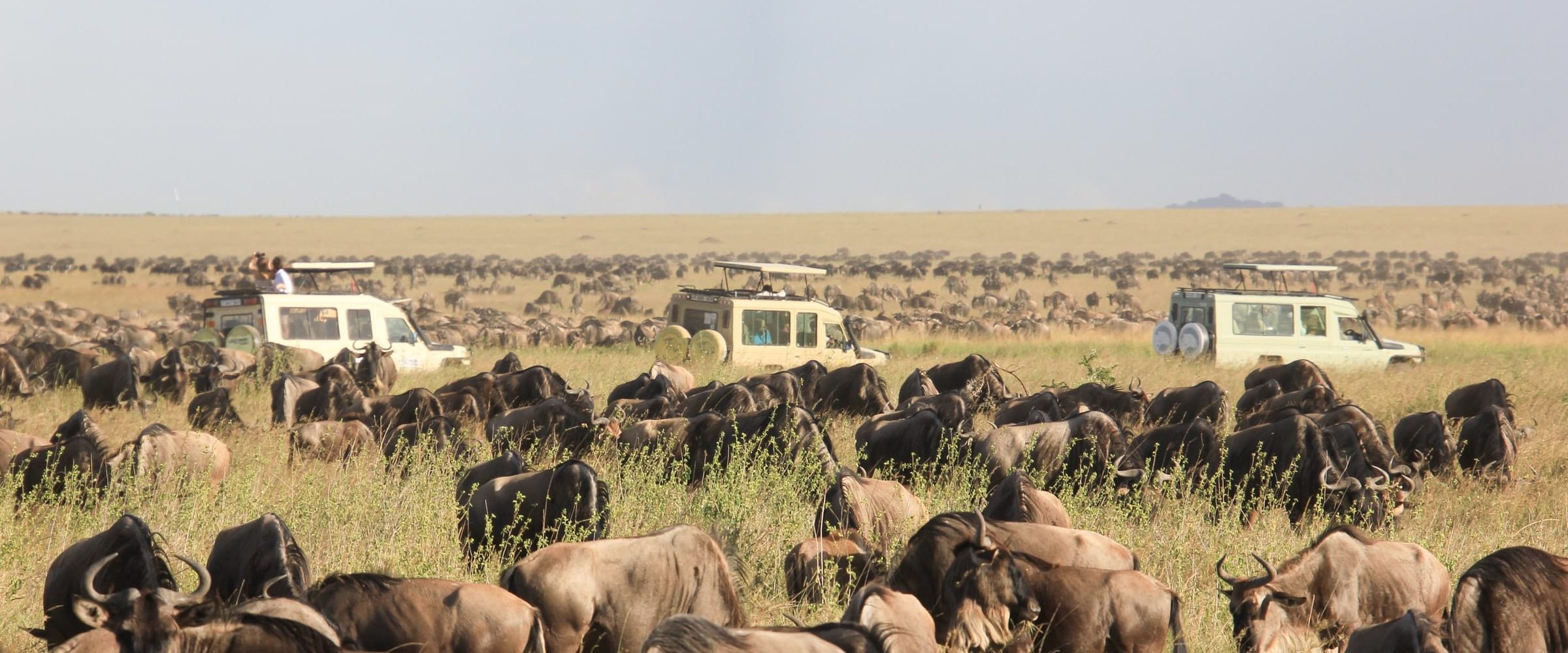 great-migrating wildebeest