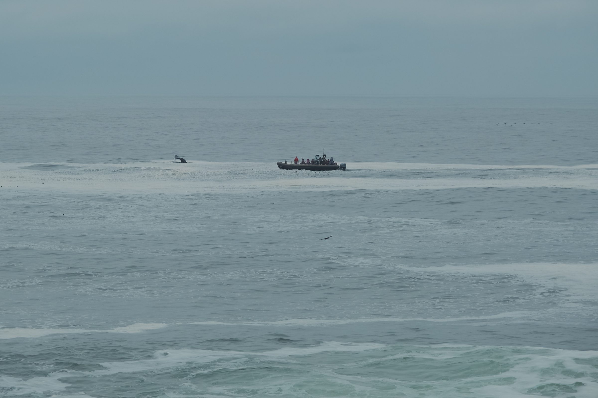 Längs den amerikanska västkusten såg jag många båtar från Whale Watching-turer