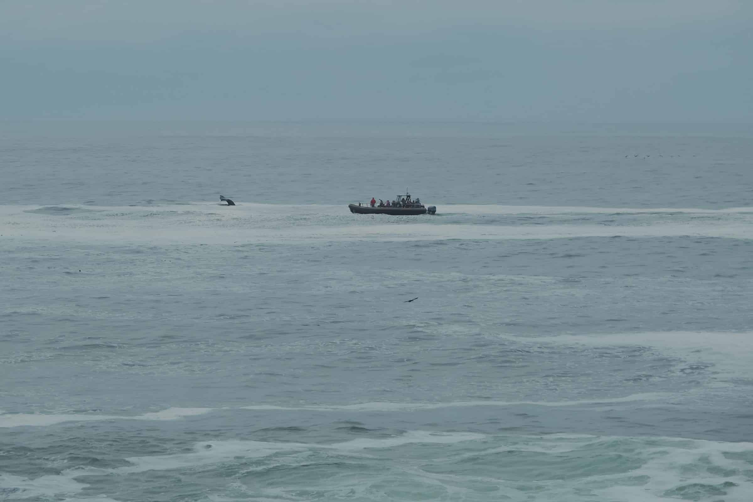 Langs de westkust van Amerika zag ik veel boten van Whale Watching tours