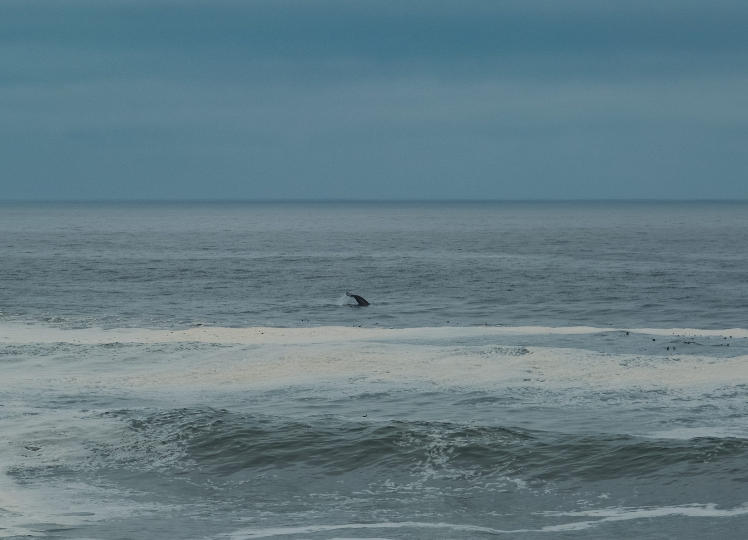 A cauda de uma baleia no estado de Washington na costa oeste da América