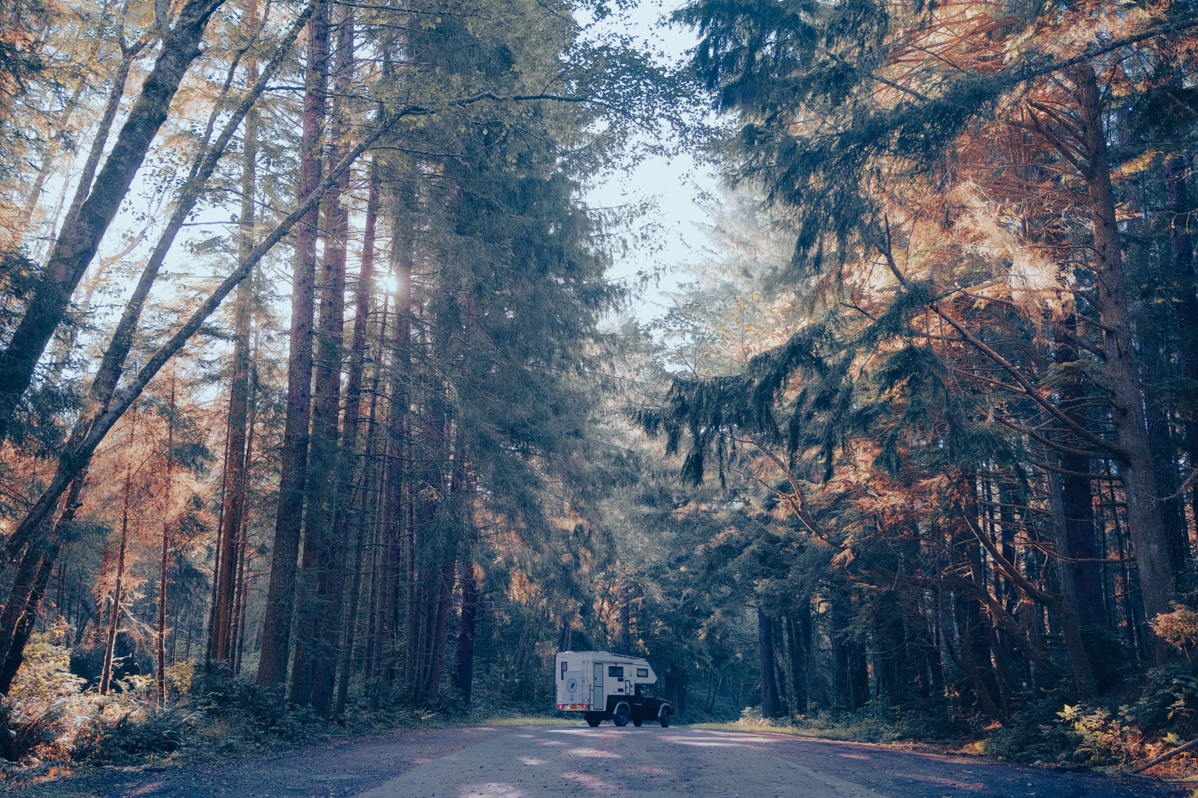 Redwoods på Newton B. Drury Scenic Parkway | Route 101, Californien