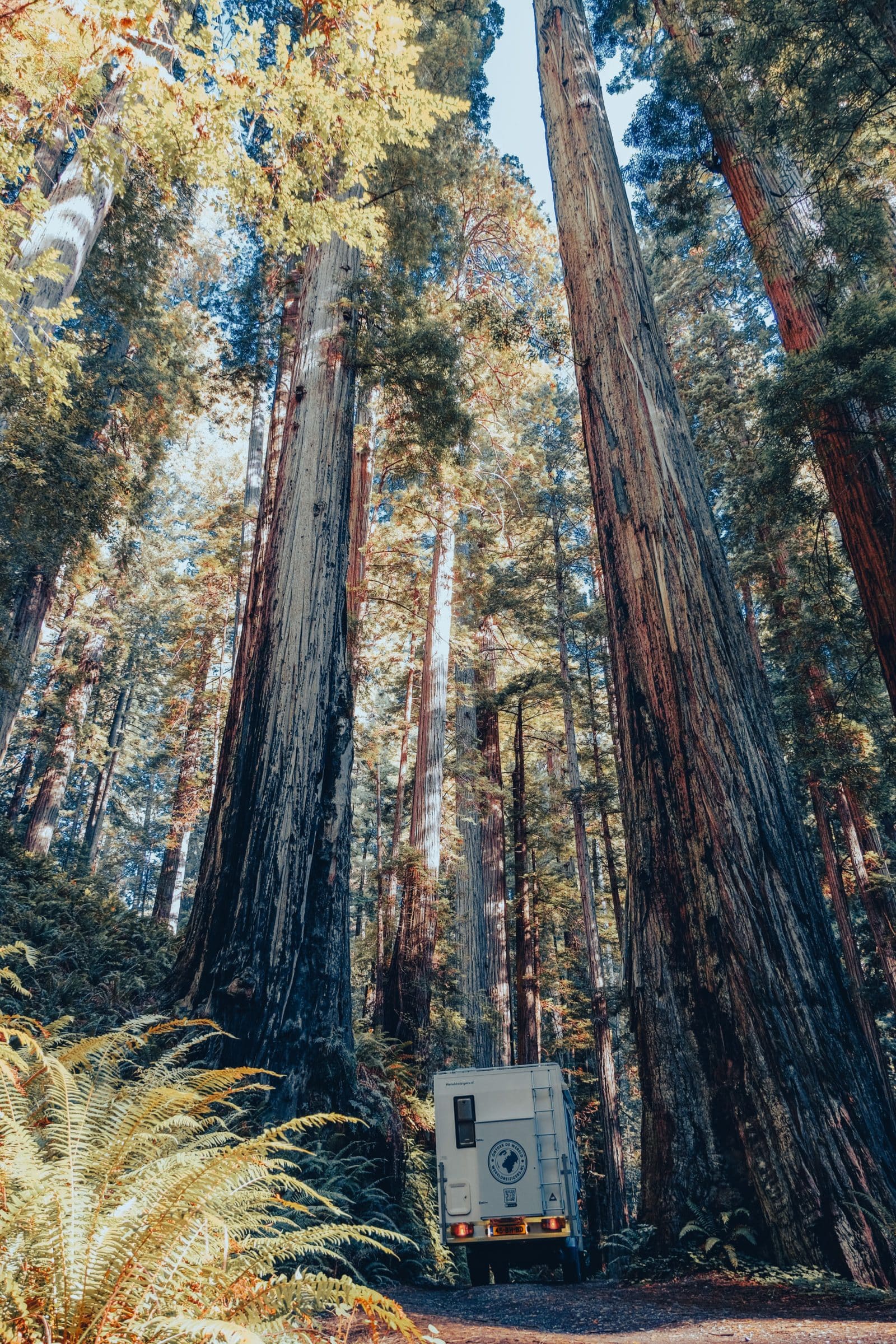 De Wereldreizigers.nl 4x4 camper tussen 100+ meter hoge Giant Redwoods