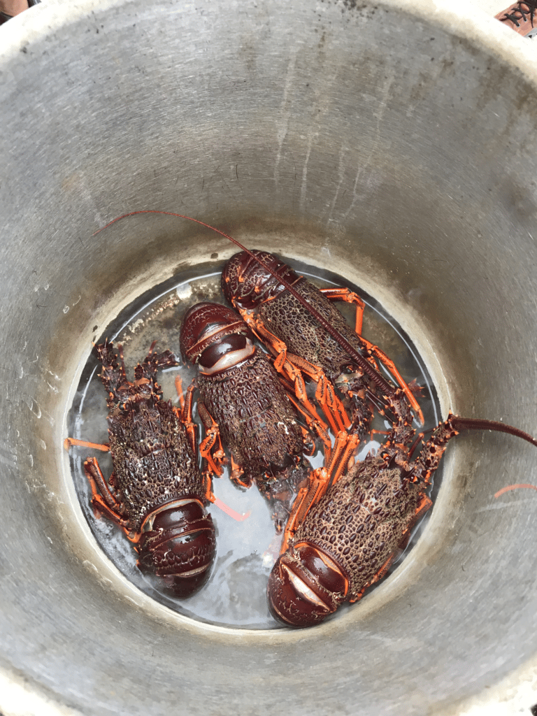 Activiteiten in Kaikoura | crayfish
