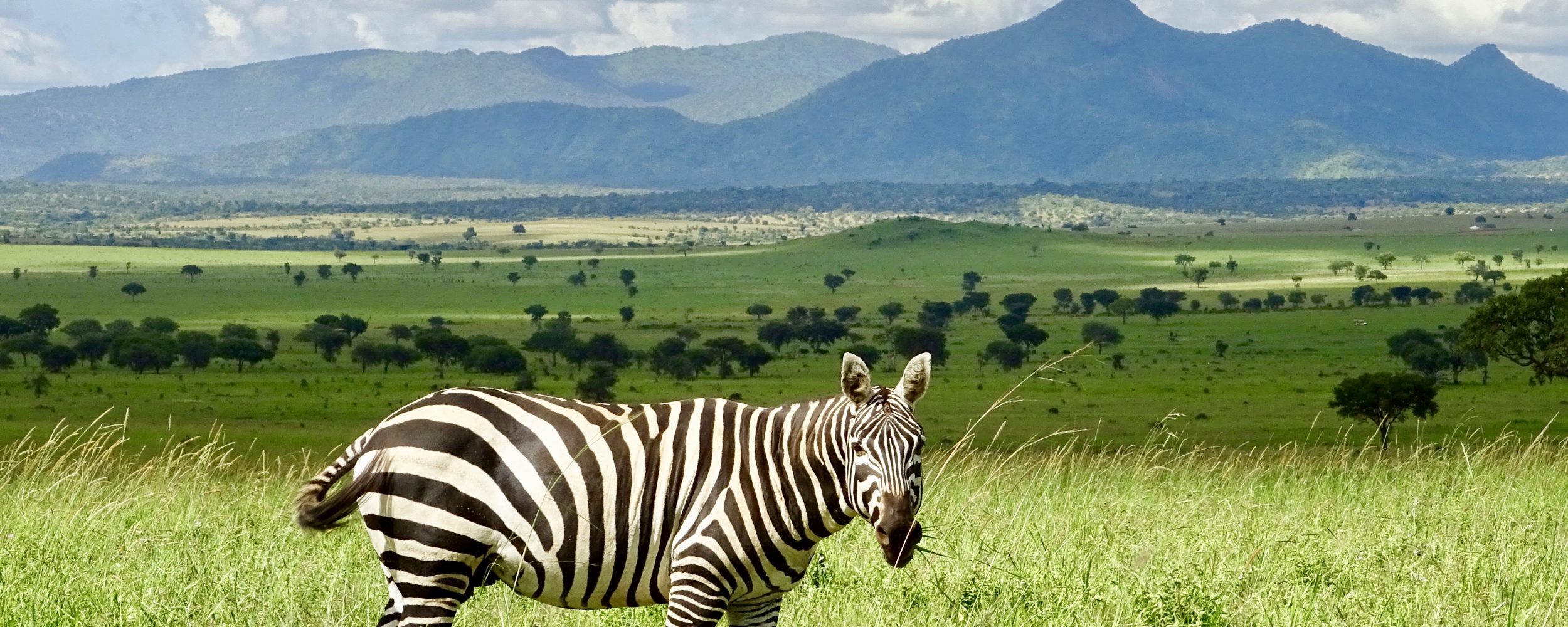 Een zebra in Kidepo National Park