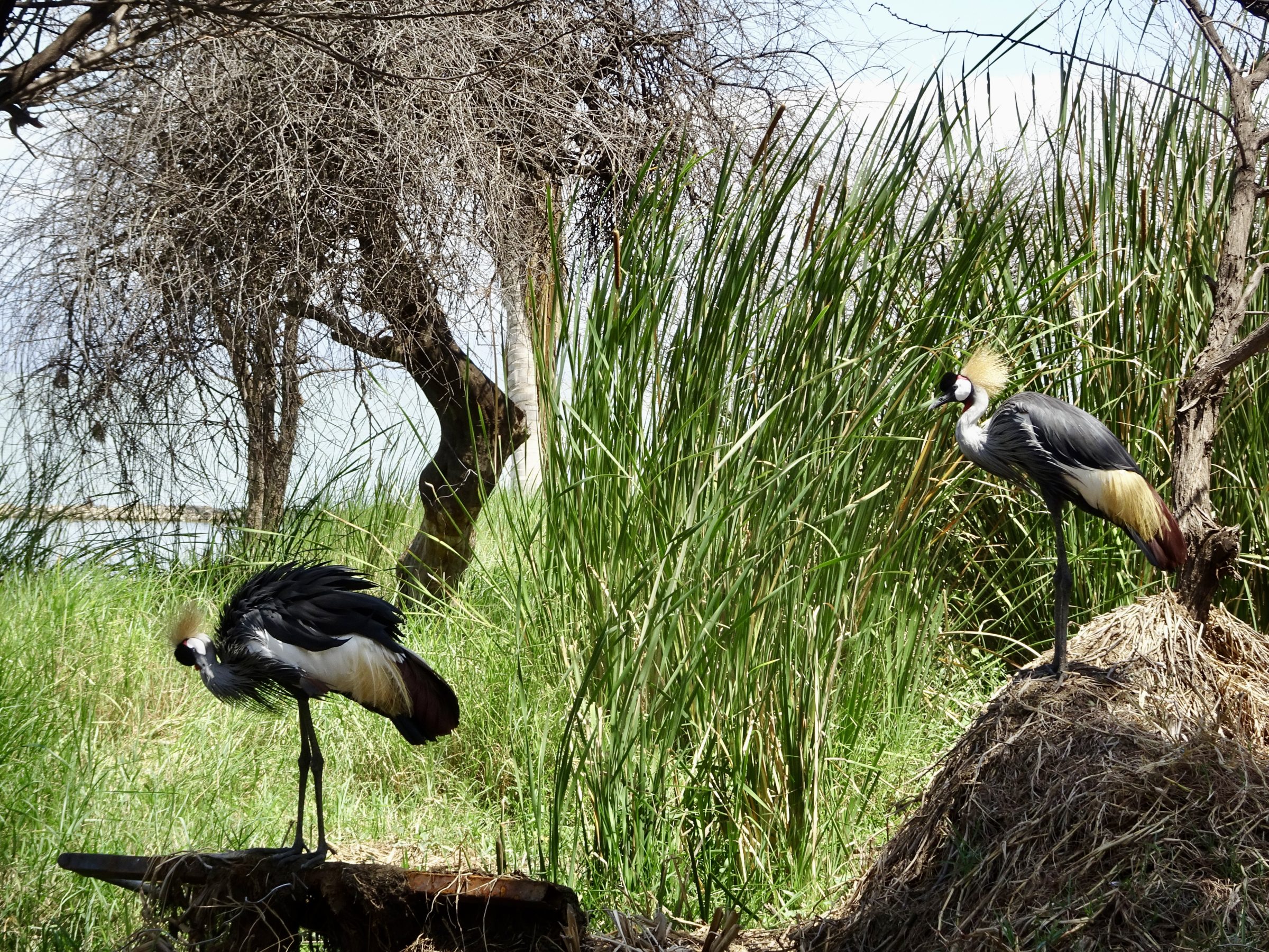 De prachtige kraanvogel in Lake Baringo